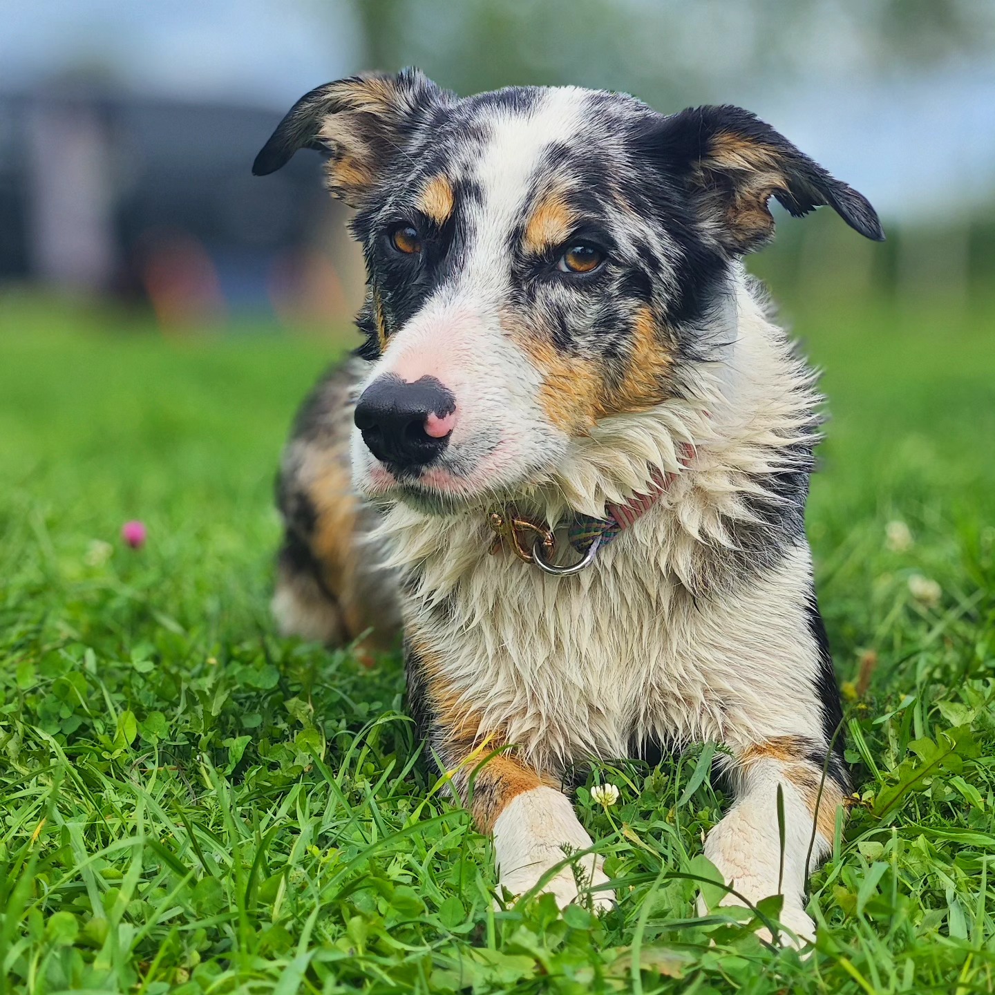 🐾 Dogs aren’t just pets — they’re family.
For us, it’s impossible to imagine camping without them. Love for animals is part of who we are 💚
#campingwithdogs #petfriendly
#petfriendlycamping #lithuaniannature #dogsourfamily
#lithuaniancamping #campvibes #campingsummer #campingvibes #campingmoments #campinglife #campingmoments #campingmood #campingrelax #summwrseason #naturrelovers #beautifulplaces #relaxtime #relaxhere #ykdcamping #vasara #vasarakempinge #draugiskasgyvunams #poilsissuseima #poilsisprievandens #poilsiskempinge