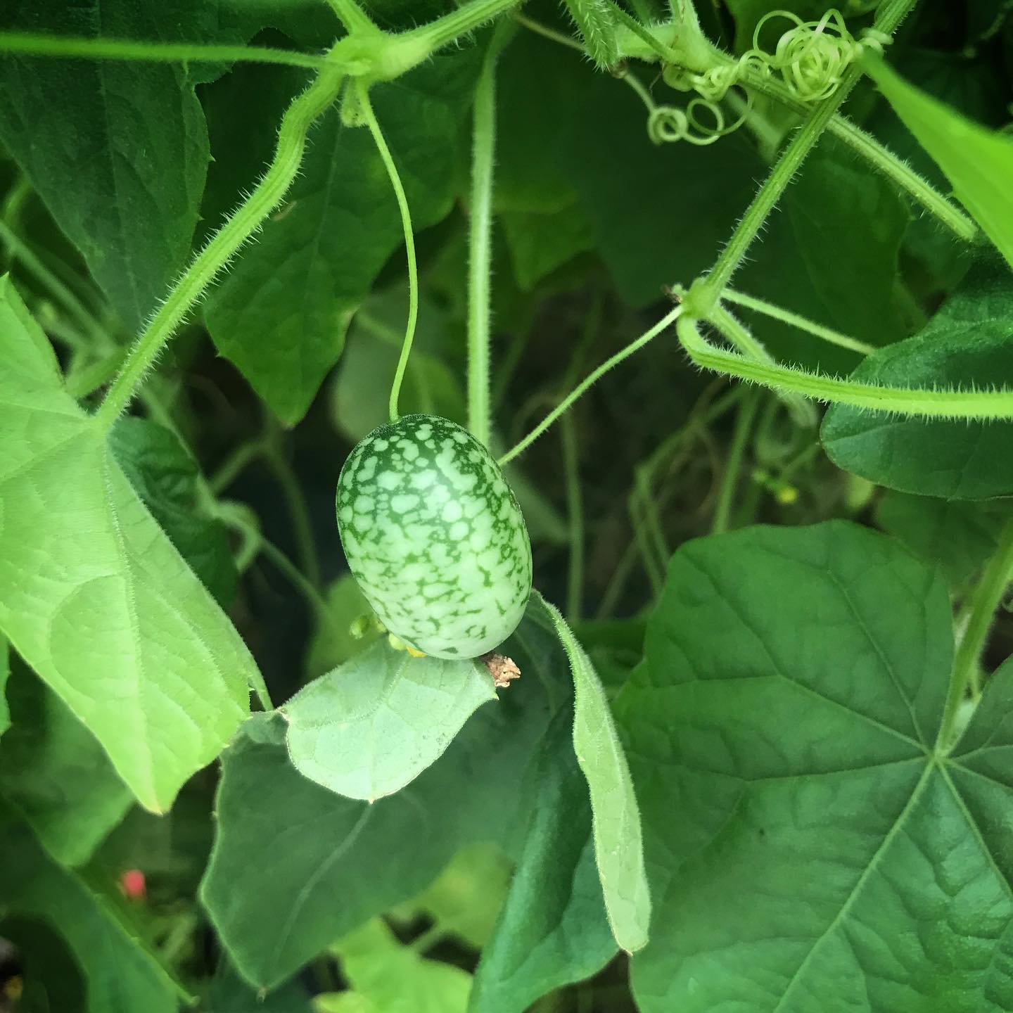 Cutest little cucumbers! These #cucamelons are a favourite snack in the community garden and great for sharing.