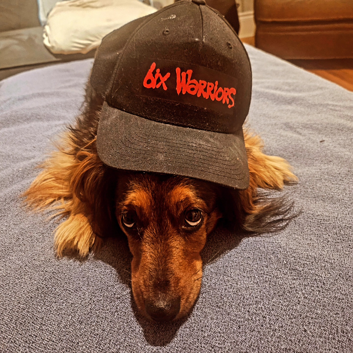 Our club mascot Hermi showing off her lid and puppy eyes #dachshund #longhaireddachshund #6ixkravmaga