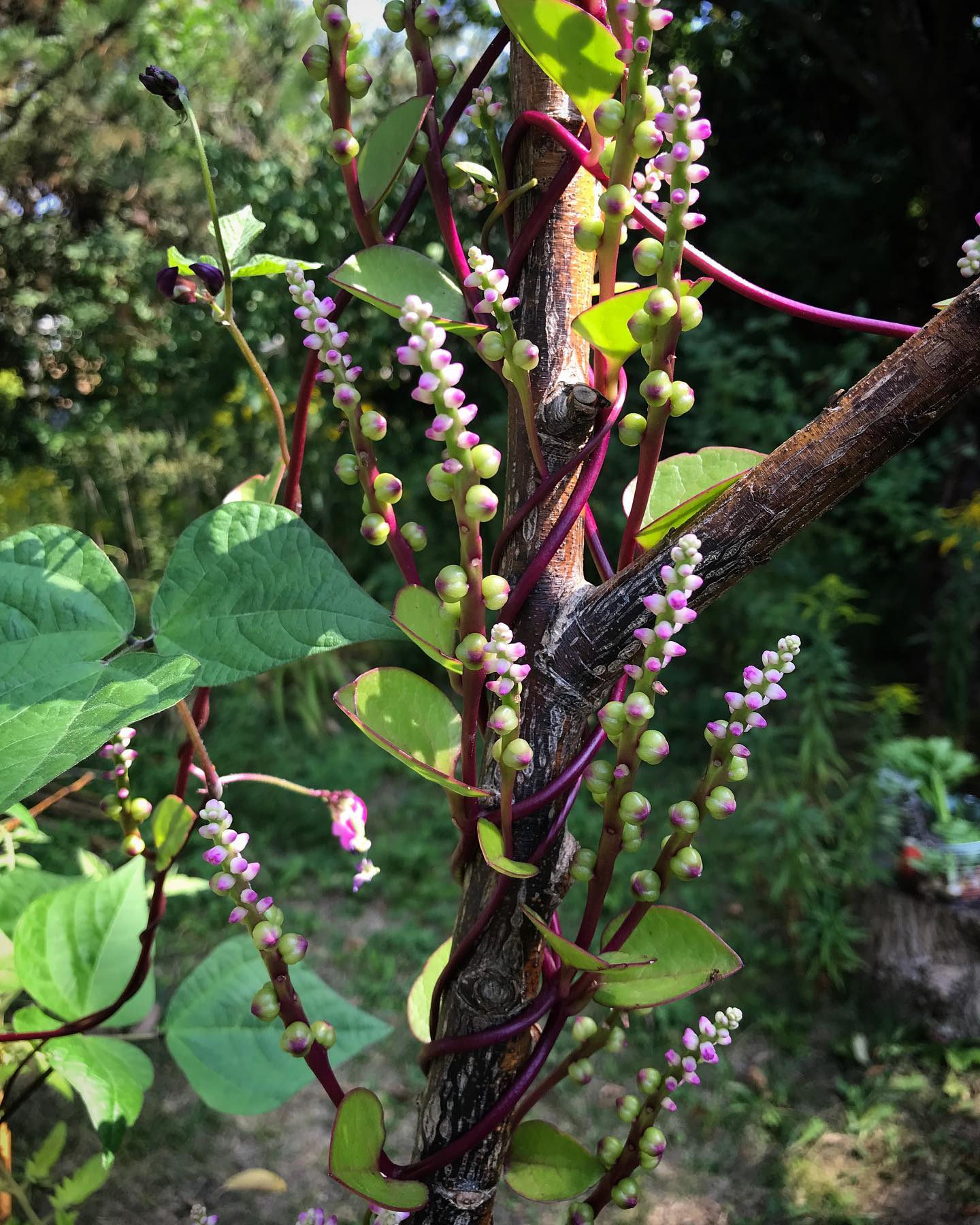 This beautiful edible is drought tolerant and a gorgeous addition to the garden that continues to look good well into the fall #malabarspinach