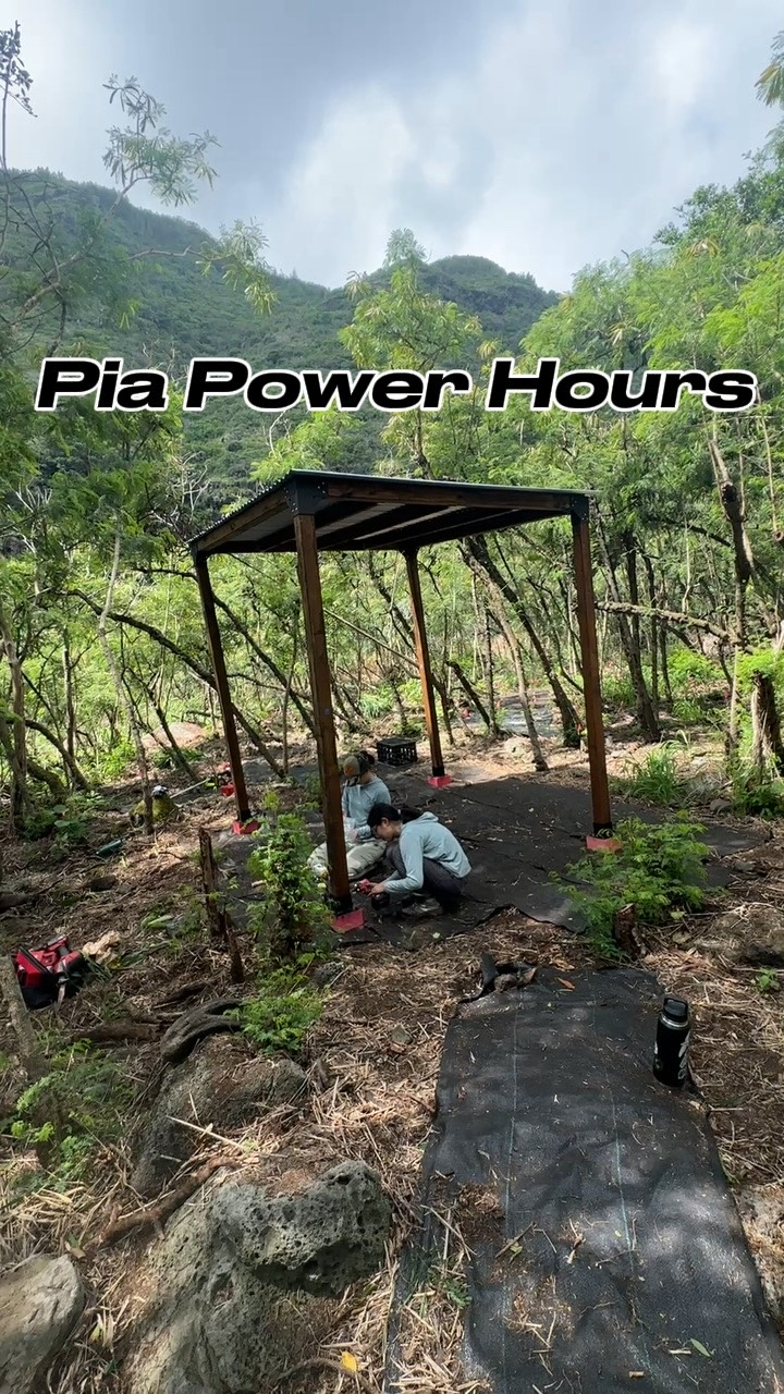 Our team built a water catchment in Pia Valley during today’s Power Hours!💧Next, we’ll add gutters and a water tote to collect rainwater for our outplants.
Mahalo to our loyal volunteer, Bobbie, for weeding guinea grass alongside us as we worked.
#restoration #hawaii #powerhour #volunteer #nativeplants