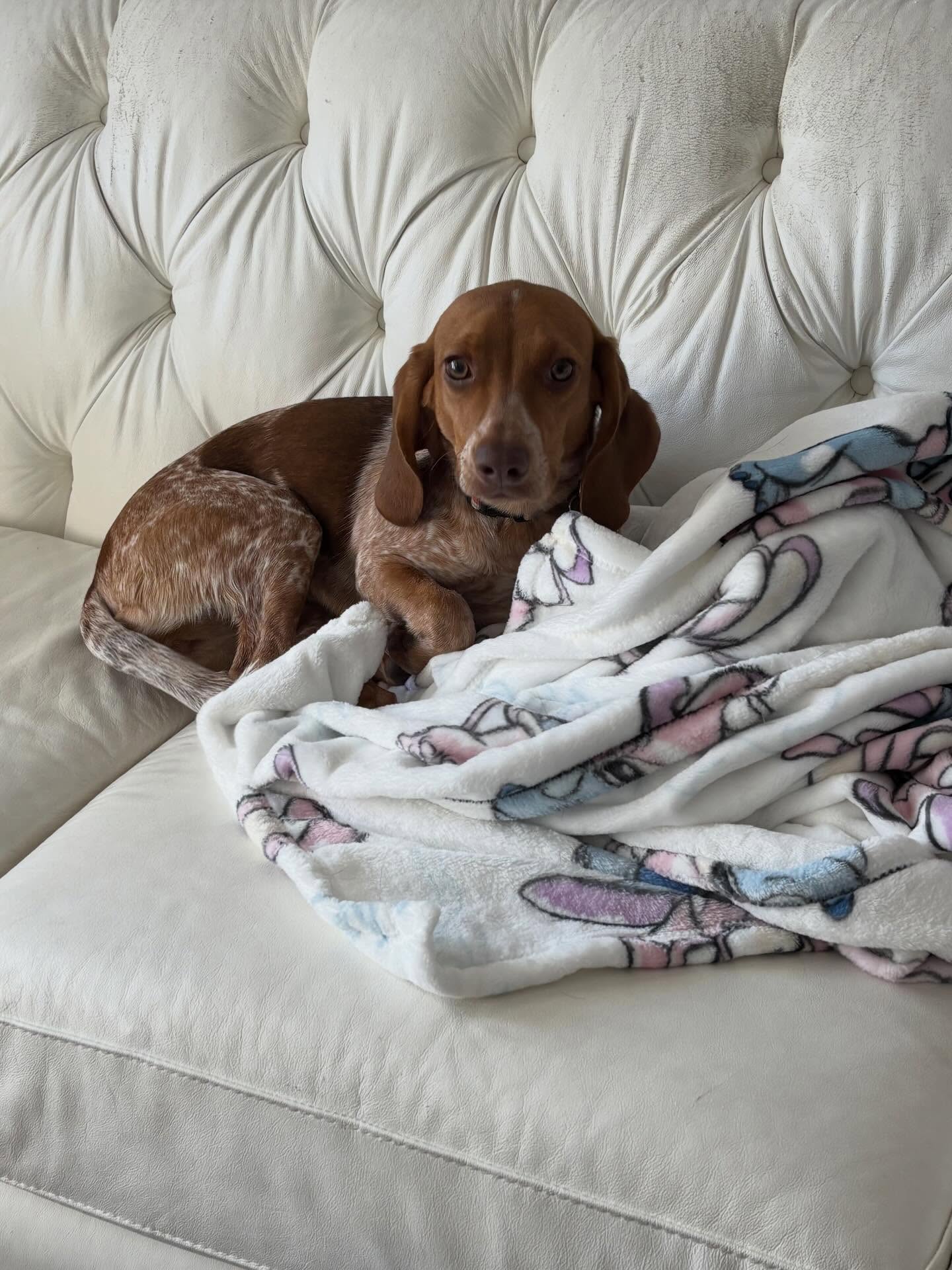 Waiting for mommy and daddy to pick her up.
Thank you Lucky for staying with us. We always love when you visit.
#hound #dogsitter #dogsitting #dogboarding #coonhound