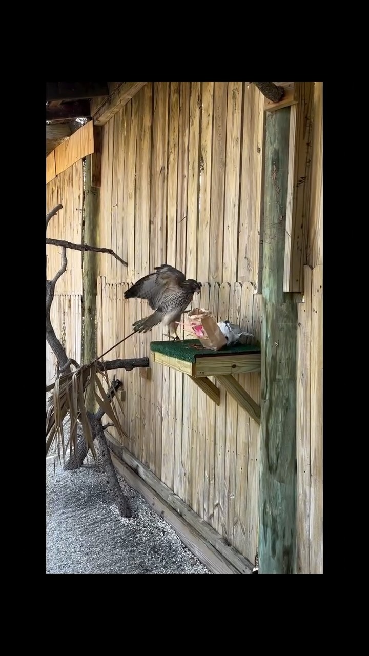 From your hands to their talons 💞
Thanks to everyone who showed up to make Valentine “love bug”–themed enrichment bags for our resident birds - you made their day extra special 🦜✨
Talonted Crafters will return in Spring - we hope to see you there! #talontedcrafters #wildliferescue #animallovers #sarasota #longboatkey
