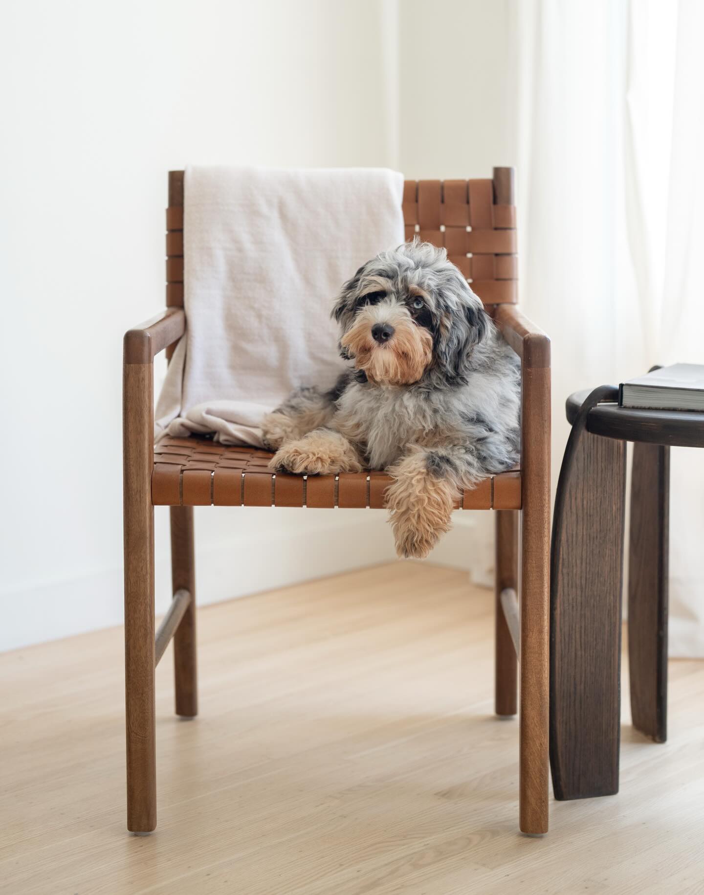 lifestyle photoshoot with duff and his humans ๐พ