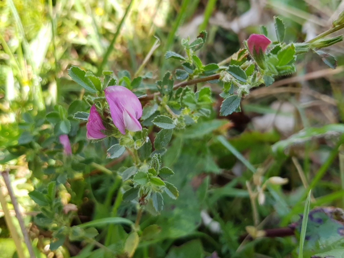 🌸 Discrète en surface, puissante en profondeur.
La bugrane agit là où ça stagne :
✔️ soutient les reins
✔️ favorise l’élimination de l’eau
✔️ apporte du confort aux voies urinaires
Idéale en cas de rétention d’eau ou de sensation de lourdeur, elle aide l’organisme à remettre du mouvement en douceur.
Passez nous voir à la droguerie afin de recevoir un conseil personnalisé 🌿
Et vous, vous avez déjà commencé votre cure de printemps ? Dites nous en commentaire !