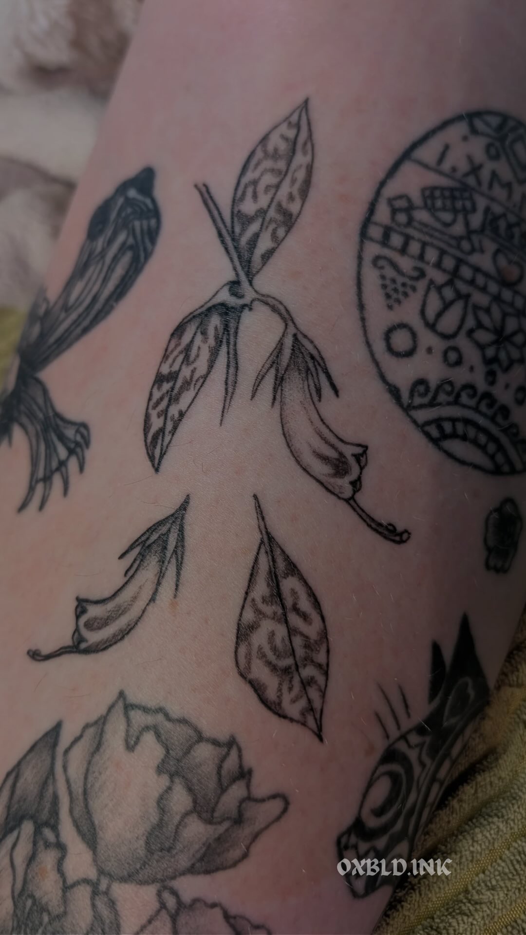 From fresh to healed this Lipstick Hoya plant tattoo turned out beautifully,
.
Thank you Toni for your trust, the development of your tattoo sock is really coming together. 🔥
.
🐢 surprise guest star @tank.the.turt
.
#freshtattoo #healedtattoo #surpriseguest #turtle #planttattoo