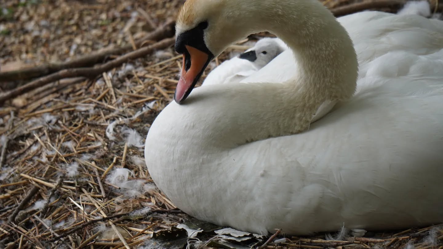 Happy fathers day! Spent at @abbotsburyswannery #fathersday #photographer #swans #cygnets #dorset