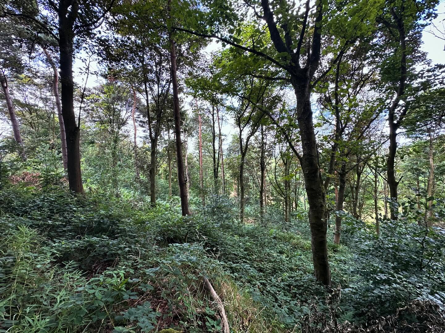 Checking in on a thinning operation in the Peak District. Thinning has opened the canopy, allowing the extensive beech and rowan regeneration to have more light and space to grow on. Some good timber coming out from this and similar woods on this small estate.