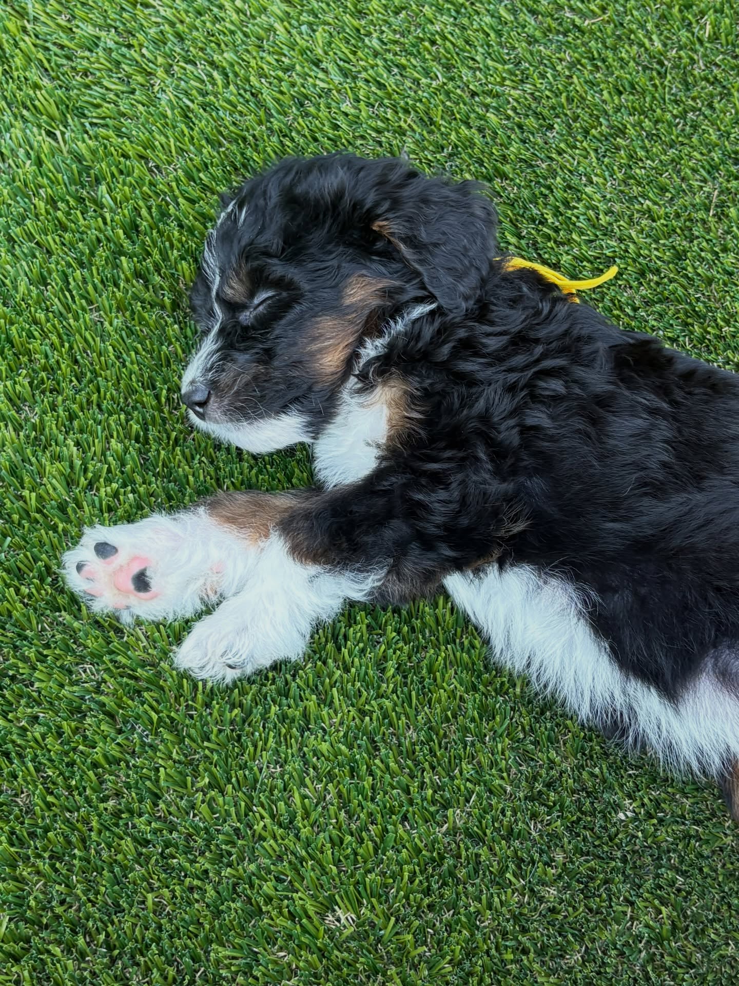 sunday snoozes 💤 #bernedoodlepuppies #bernedoodles #minibernedoodle