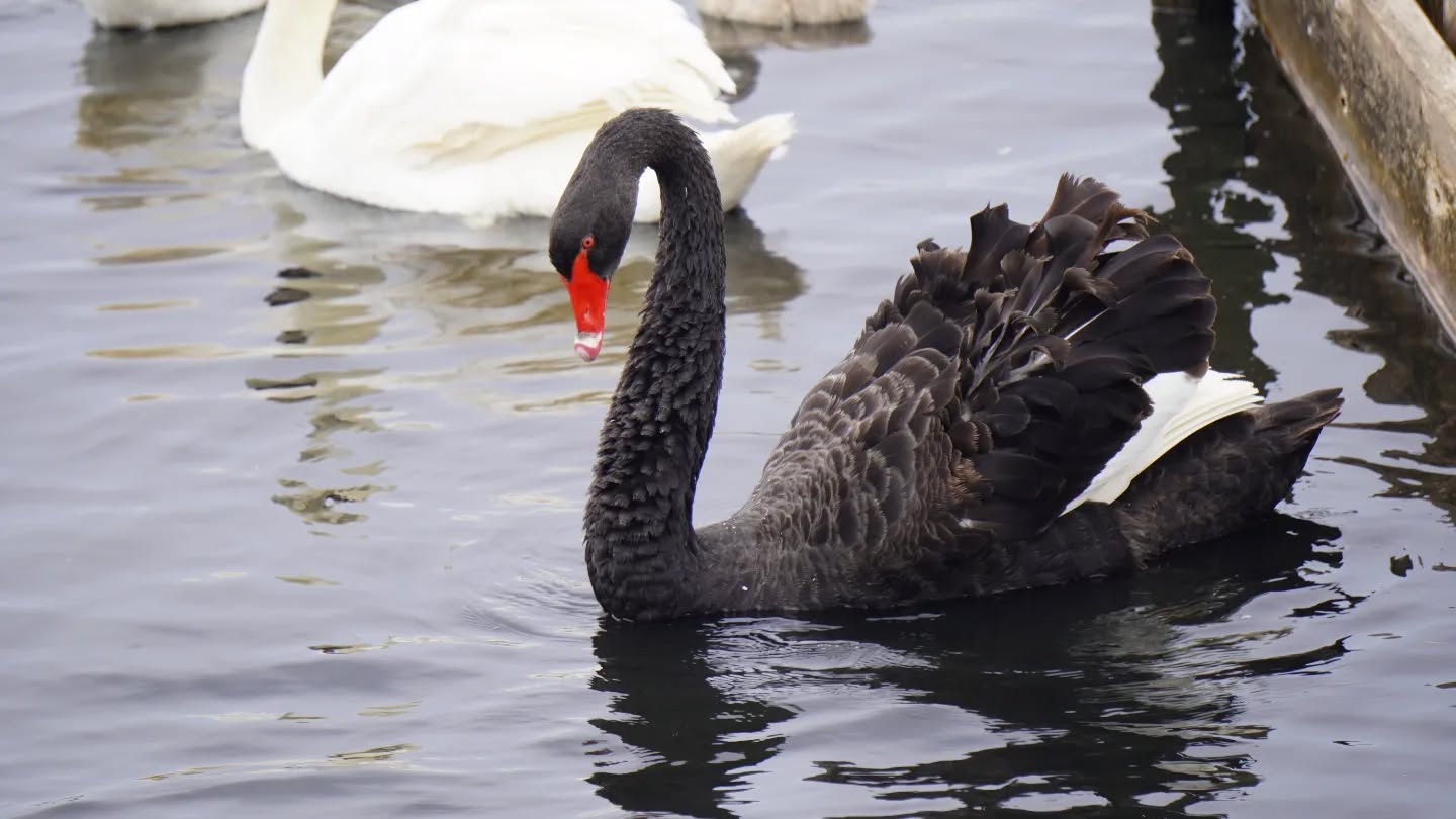 Happy fathers day! Spent at @abbotsburyswannery #fathersday #photographer #swans #cygnets #dorset
