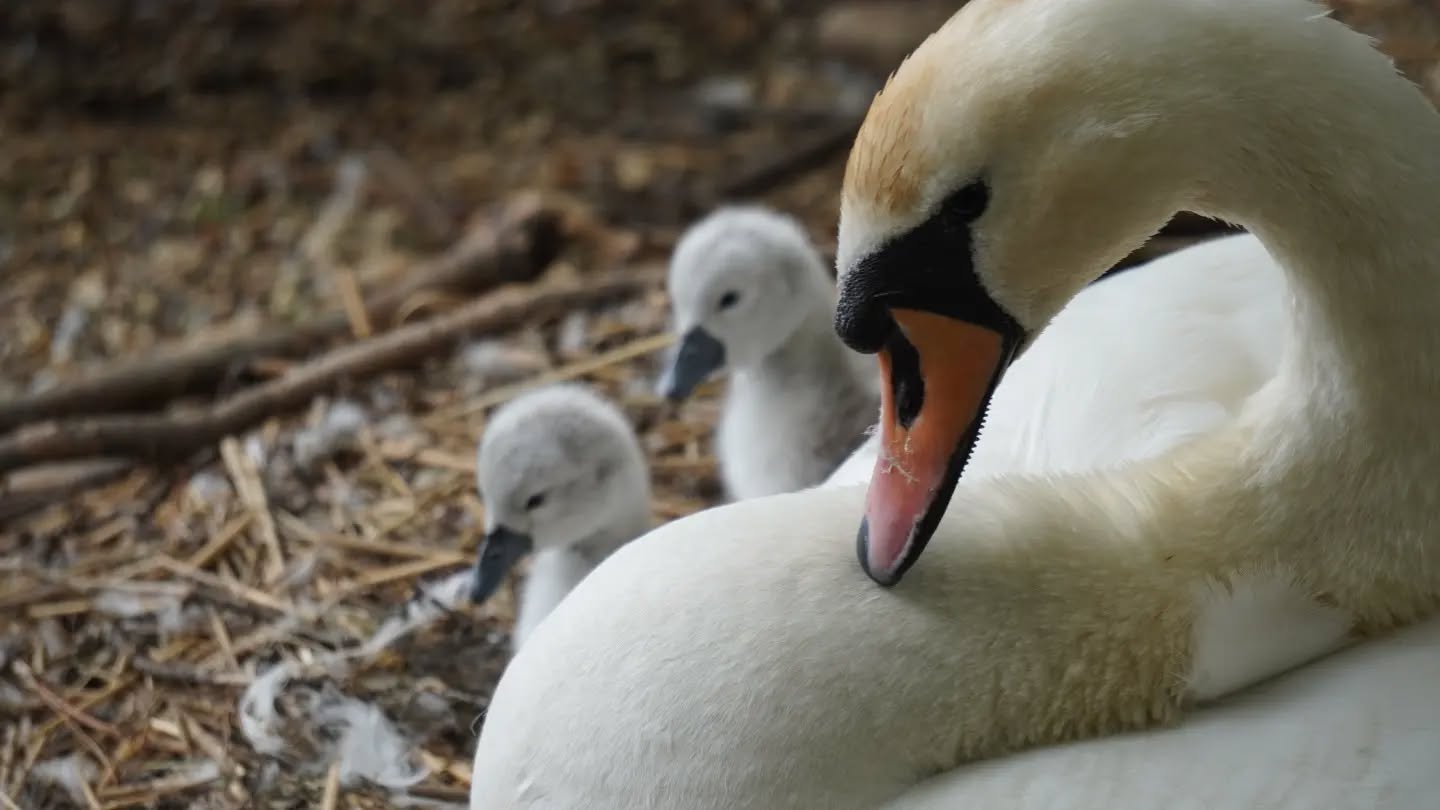 Happy fathers day! Spent at @abbotsburyswannery #fathersday #photographer #swans #cygnets #dorset