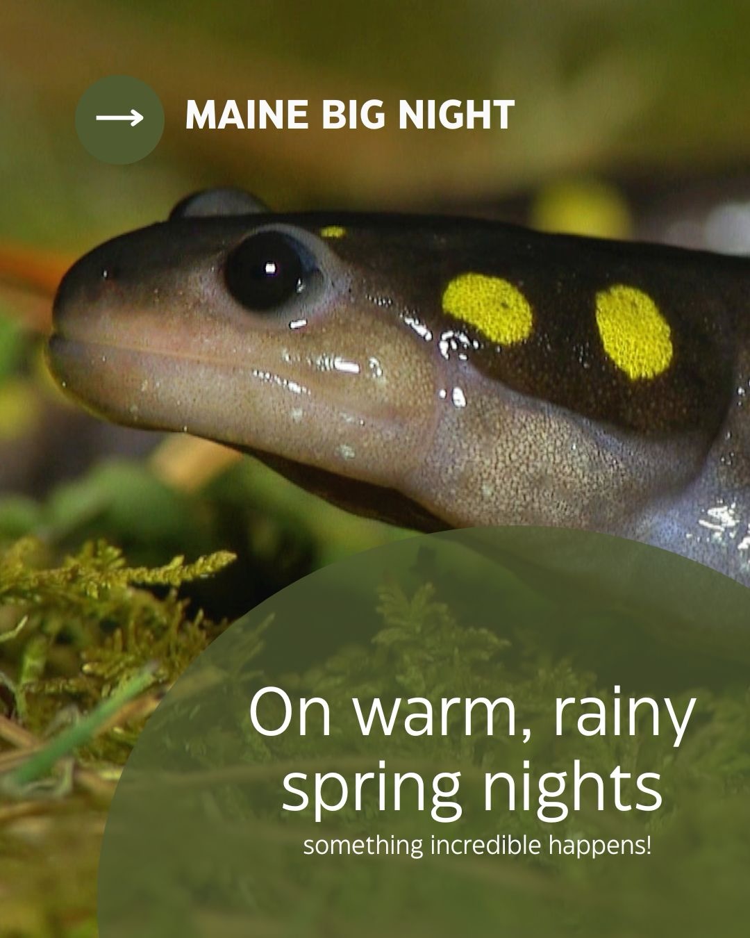 Visit @mainebignight for more information on how to volunteer 🐸🦎🌧️
#savetheamphibians #mainebignight #arundelmaine