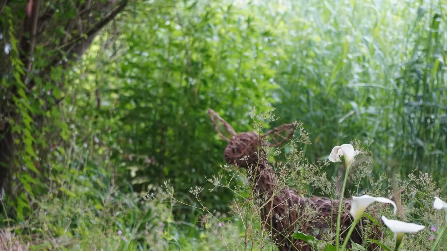 Happy fathers day! Spent at @abbotsburyswannery #fathersday #photographer #swans #cygnets #dorset