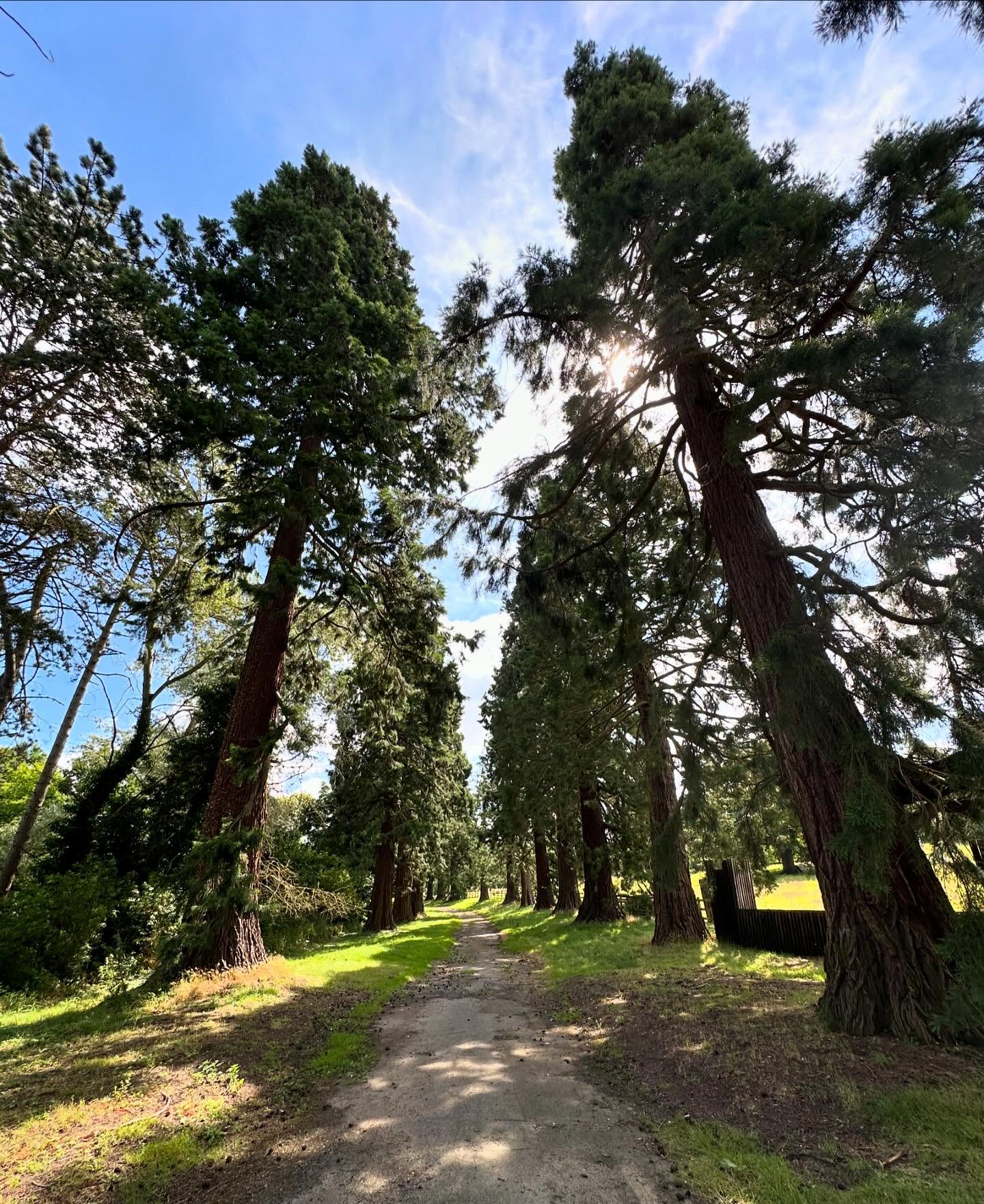 Redwoods are amazing trees, but an avenue of them is even better! 🌲🌲
Spotted these giants whilst out and about with the family over the weekend.