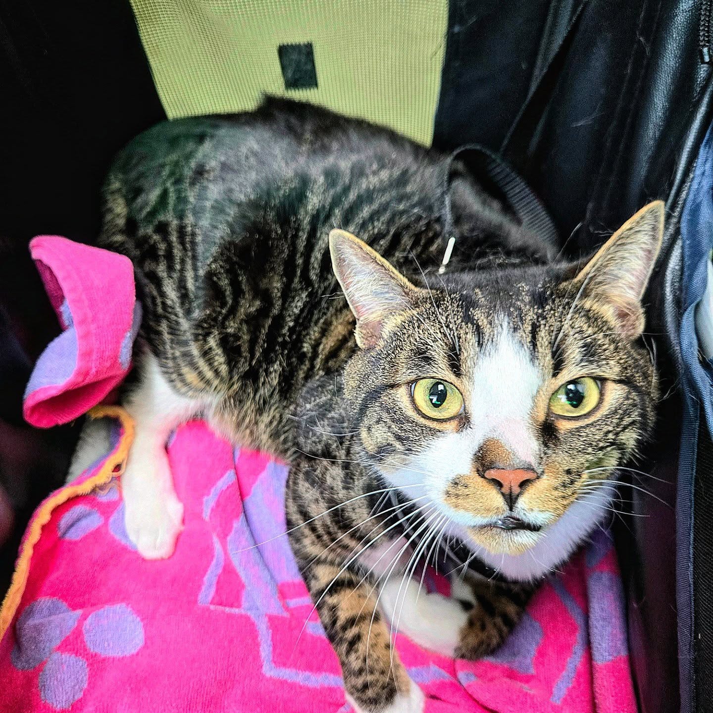 Happy & Lucky 🐱🐱🤎
These two big, chubby brown domestic shorthair boys came in today for their rabies vaccines as they get ready for their big move back to Taiwan ✈️🐾
With their adorable pink noses and always-happy faces, they brought so much joy to the clinic today 🥹💖
Wishing Happy and Lucky a smooth journey and an exciting new chapter ahead — we’ll miss you both! 🧡
#cattravel #rabiesvaccine #domesticshorthair #taiwantravel #vetvisit