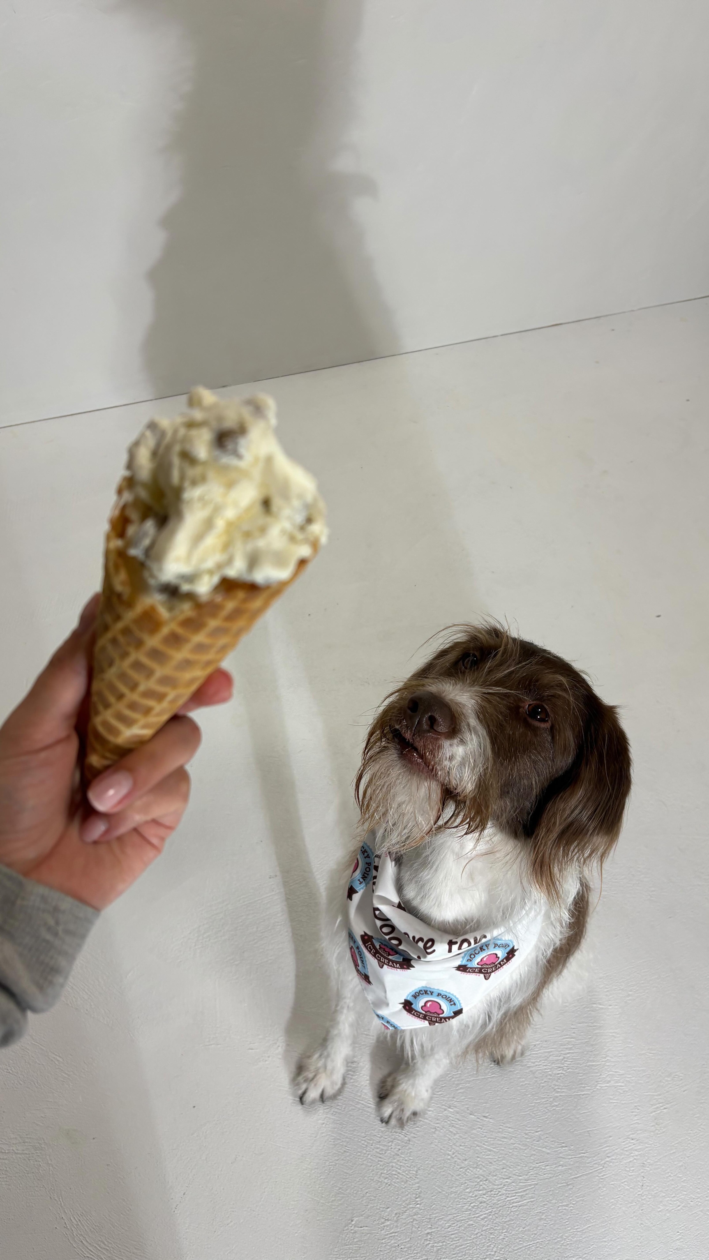 rubyโฆwhy is there ice cream in your beard?
. . .
#dogphotography #portmoody #dogphotographer #dogsofinstagram #dogphotos