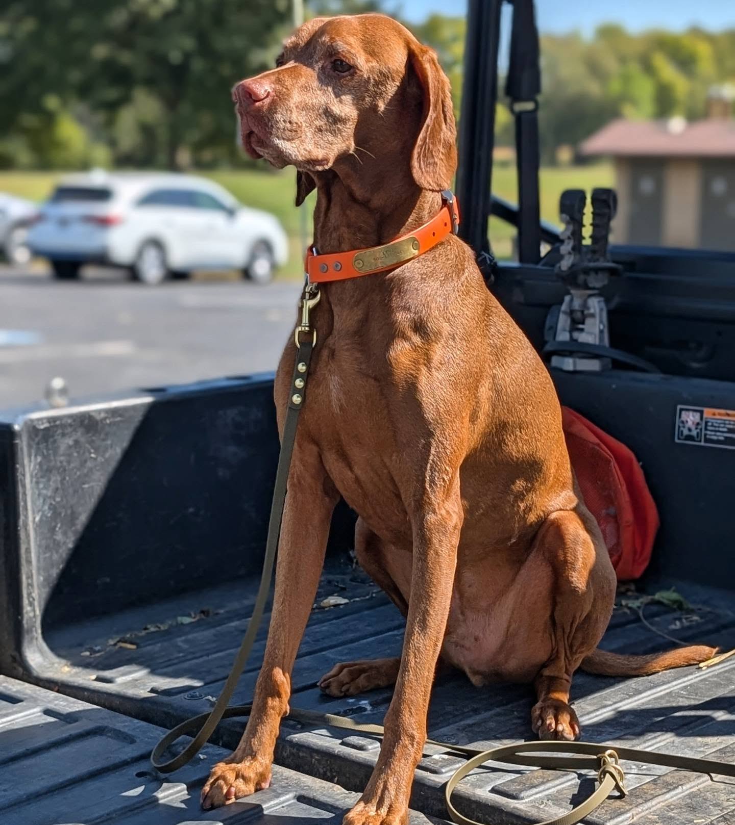 Waiting for our turn around the course as the Master bye dog 🧡
#vizslasofinstagram #vizslalife #vizslasofchicago #birddog #akcmasterhunter #pointingdog #huntingvizsla