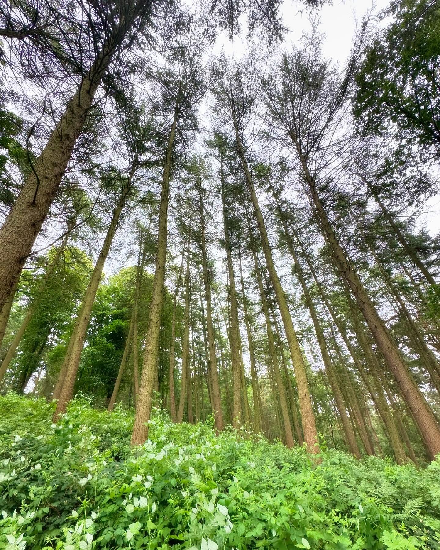 Out and about looking at some monster larch and pine today. Sadly the larch are infected with phytophthora ramorum and need to be felled. This quick visit was followed by a talk for the Cheshire branch of the @clamidlands