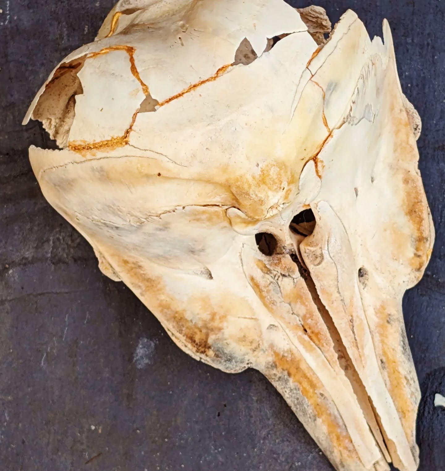 I have spent quite some time glueing this porpoise skull back together as it got smashed in transit. It was quite a hard job and not possible to fully complete. I have more pressing things to attend to tbh but it felt important to me right now. My priorities seem to be all over the place at the moment but I did manage to hoover up and pay a bill so I guess I am not an entirely hopeless case. If I had to justify spending hours fixing a broken skull I would say it's something to do with grief about all the death and destruction to the natural world but maybe I just like bones.