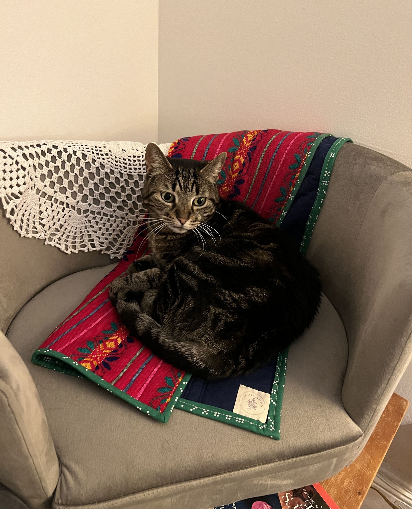 For the pets who somehow end up owning the whole house anyway 🐾✨
My handmade pet quilts are on sale! They're perfect for naps, window watching, and being just a little spoiled
#etsysale #petaccessories #quiltsforsale #miniquilts #catbed