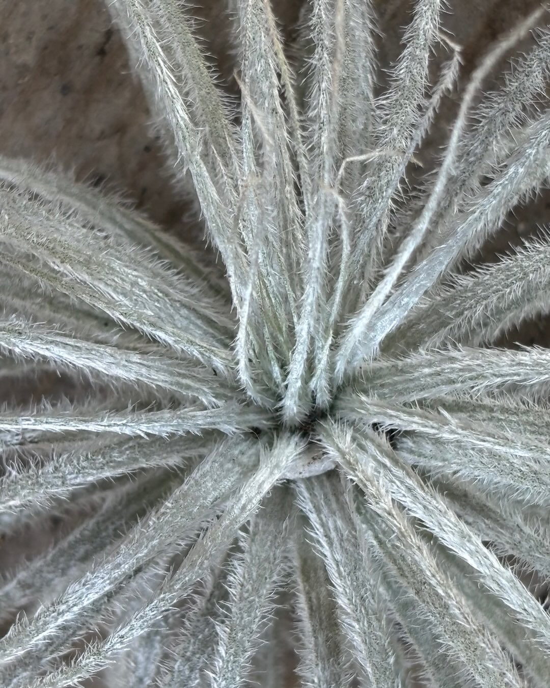 The Dry Garden Nursery