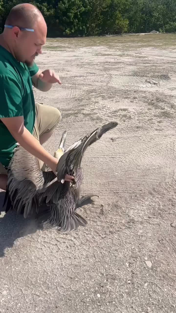 We are so happy to see this brown pelican soaring again after a close call with a filleted fish.
It might seem helpful to toss fish scraps to birds, but once a fish is filleted, what’s left behind is mostly sharp bones and cartilage. Those pieces can easily lodge in the throat or digestive tract, causing choking, punctures, and painful impactions.
When it comes to wildlife, stick to observing, not feeding - your restraint can save a life! 🙂
