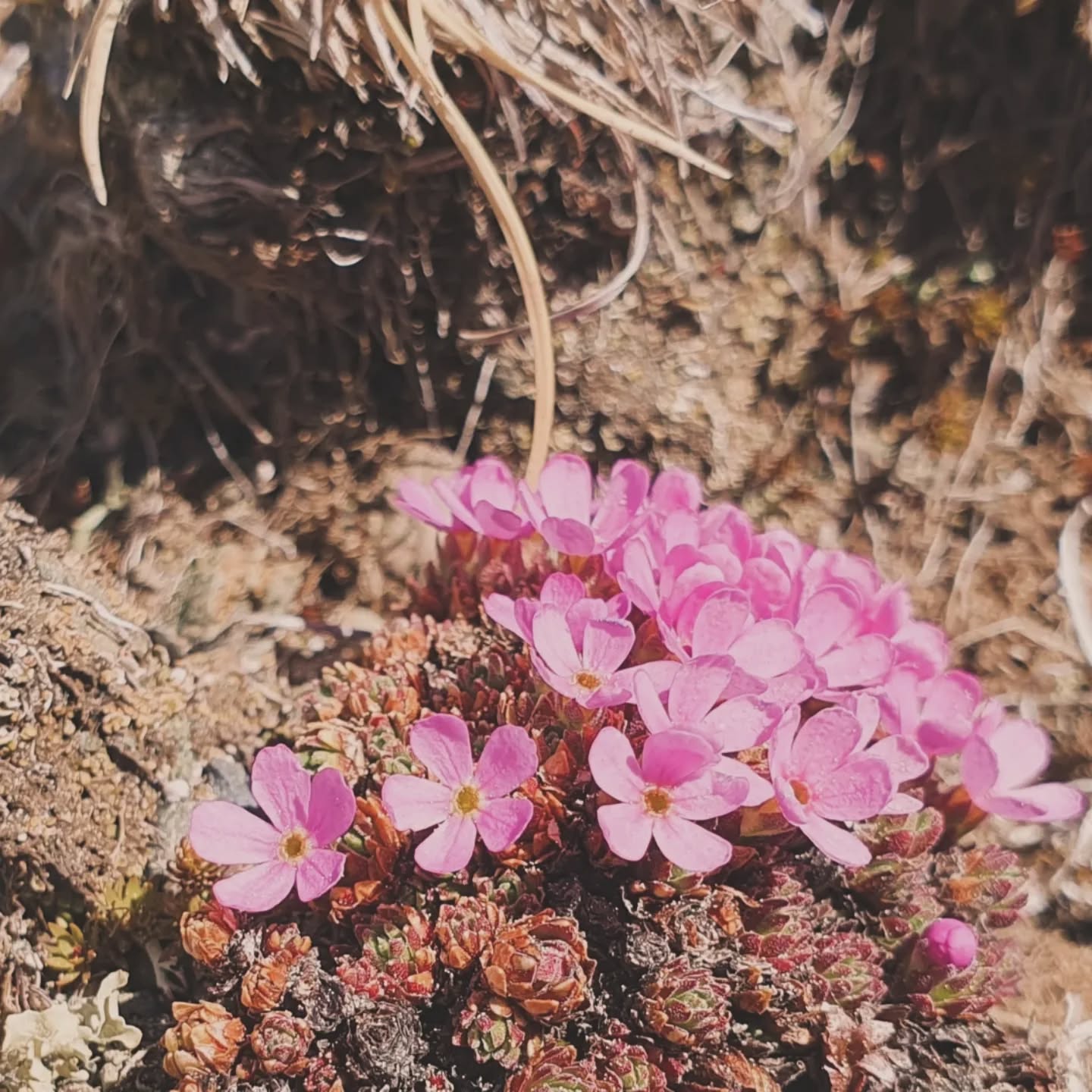 🌿 Eine sehr robuste Alpen-Schönheit, die ab 2000m bis über 4000m hinauf wächst
• ALPEN-MANNSSCHILD (Androsace alpina)
auch Gletscher-Mannsschild genannt
wächst auf kalkarmen Böden, Fels und Schutt, die lange mit Schnee bedeckt sind und blüht in weiß und rosa als Polsterstaude (Primelgewächs)
📍Fundort: Großer Speikkofel, Torer und Bretthöhe - Nockberge / Kärnten
Ich liebe es, meine Wandergäste für Blumen zu begeistern! Kommt mit mir wandern, bestaunen wir sie miteinander ♡
BERGNATUR ERLEBEN
GEFÜHRTE BERGTOUREN
WANDERN IN KÄRNTEN 🇦🇹
#alpen #wanderninkärnten #blumenliebe #bergmomente #naturelovers