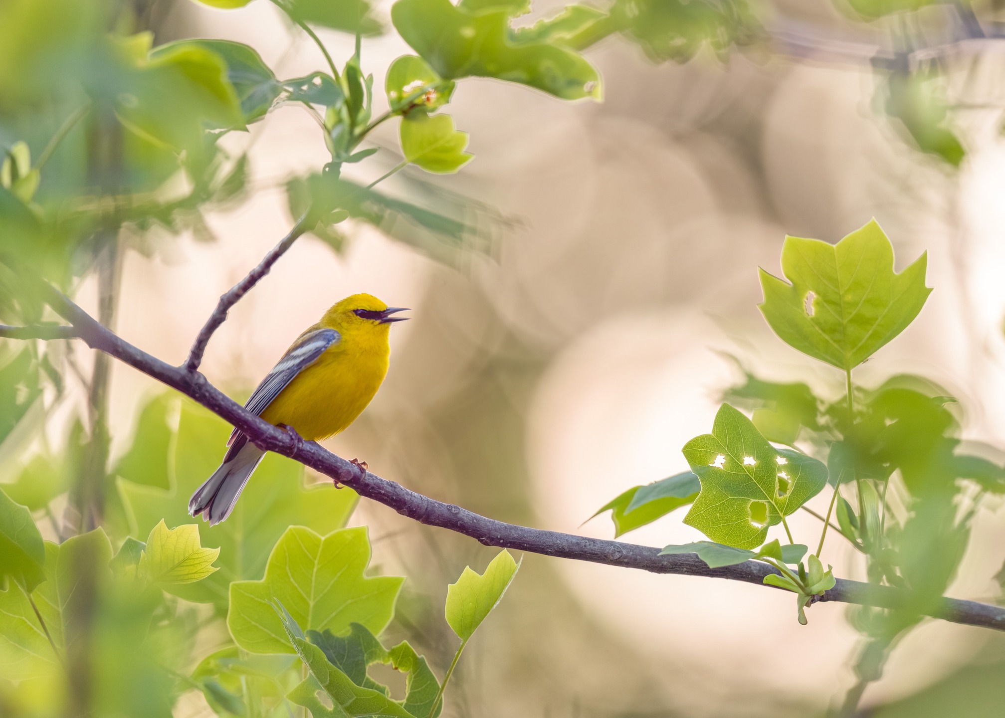 Blue-winged warbler at sunset