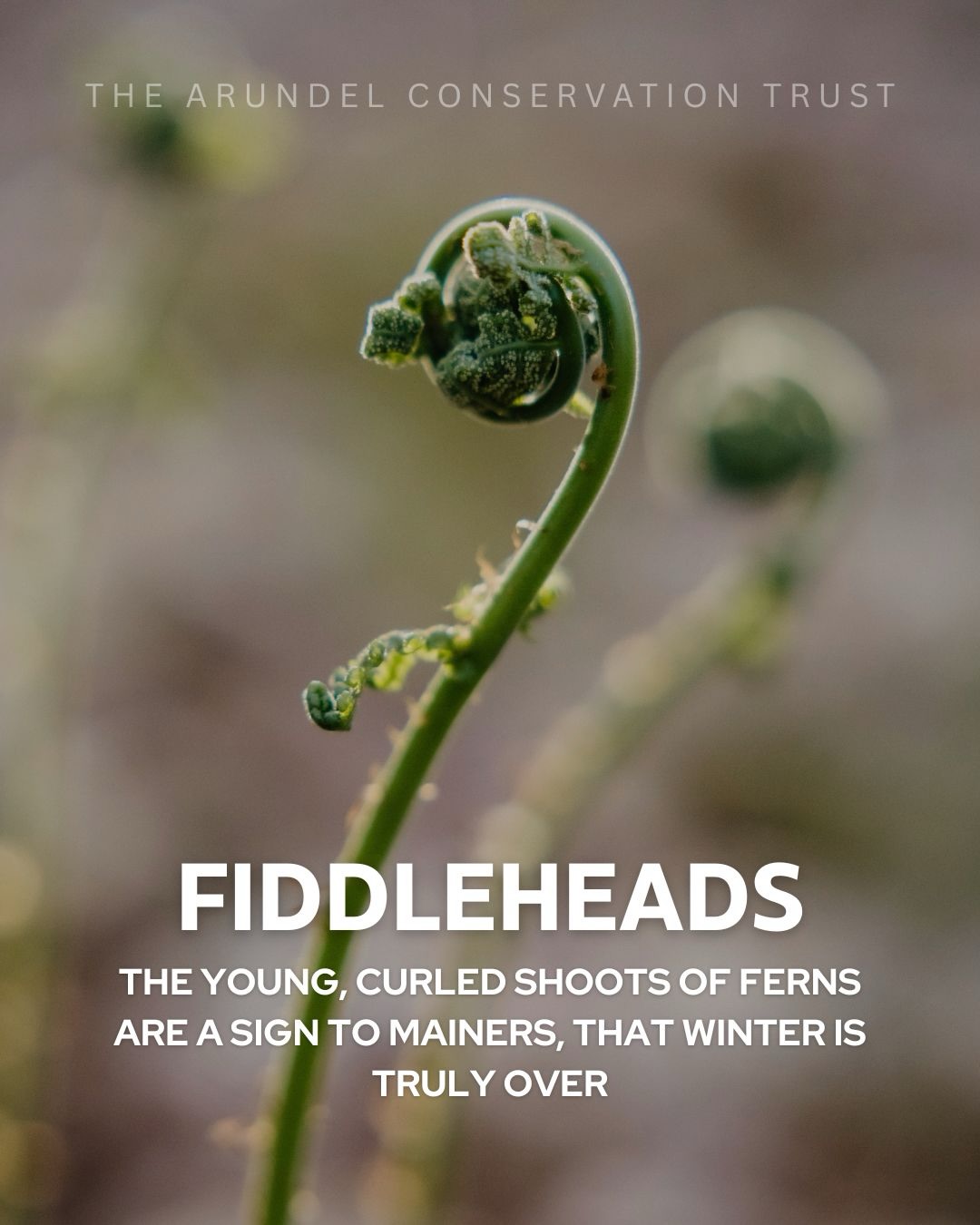Fiddlehead season is here! 🎻
#mainelife #fiddleheads #mainelandtrust