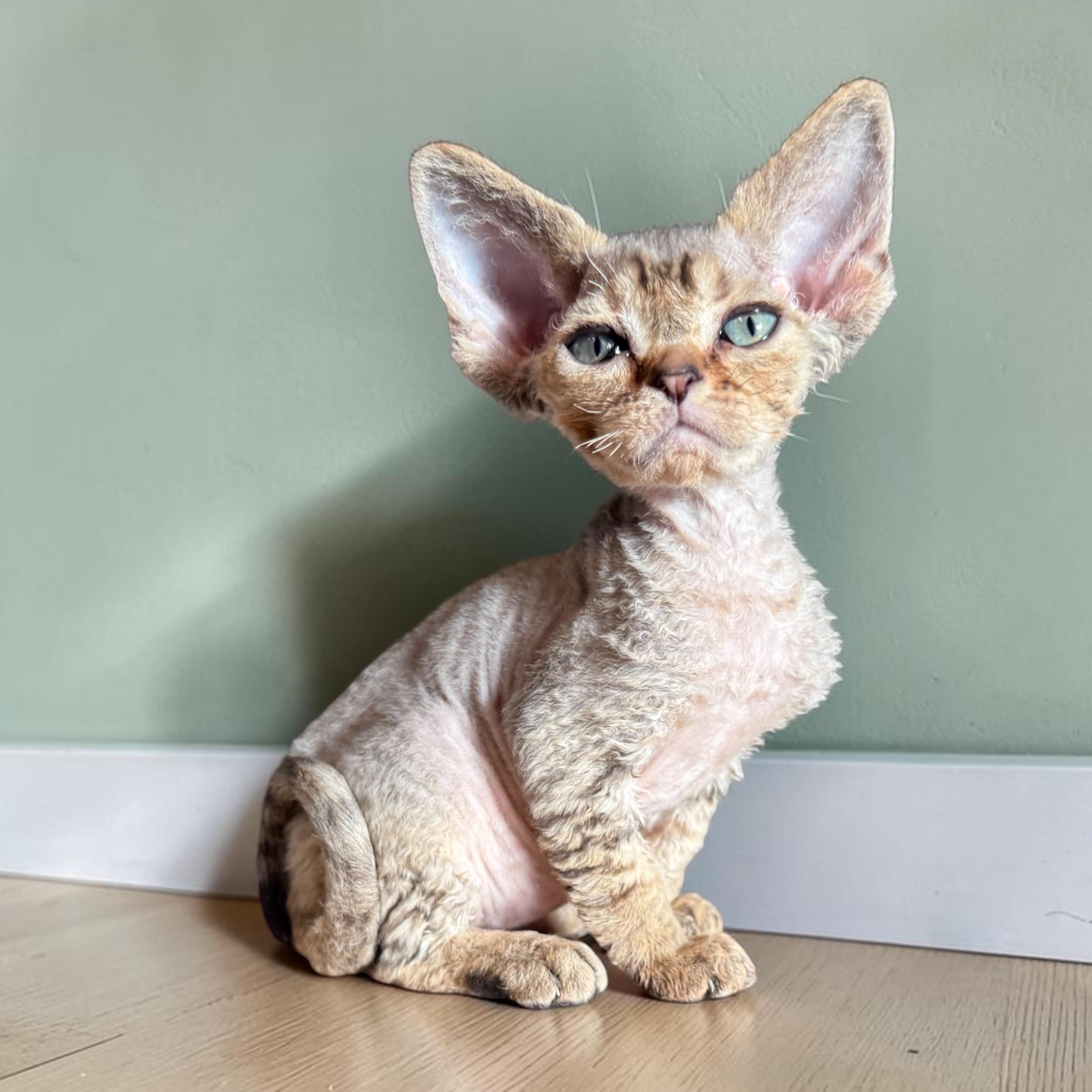 Time to reintroduce the Hermes girls after flying through their first vet visit and vaccines today. Say hello to Kelly! The chocolate silver girl who looks SO much like her mom Ruby. If you would like to submit an application for the future please check out our website (in bio) for more information. #devonrex #devonrexcanada #devonrexkitten #devonsofinstagram