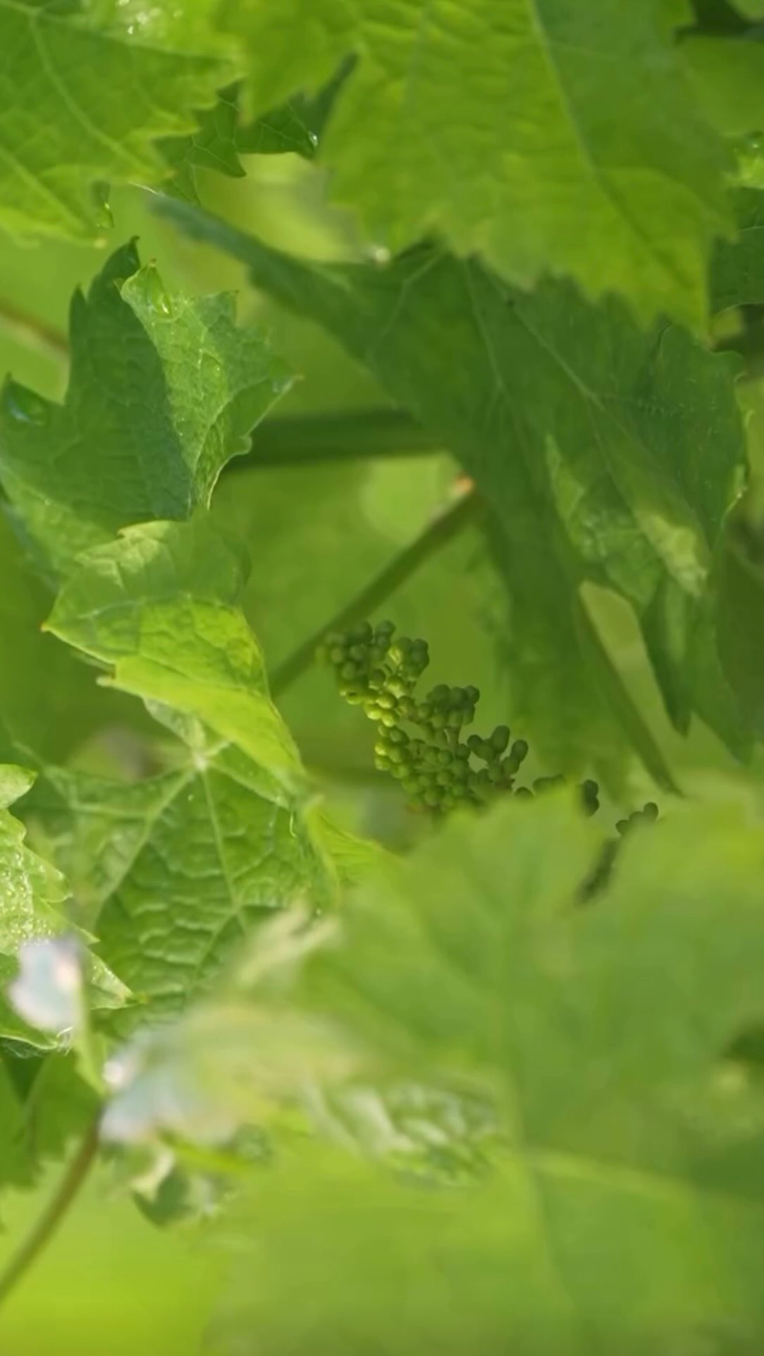 Le printemps est bien là et on s’active pour préparer un excellent millésime 2026 🍇✨
***
Spring season is on and we do our best to get a great 2026 vintage 🍇✨
🎥 @helo_filmmaker
#saintemilion #vingård #vinyard #saintemiliongrandcru #winetourism