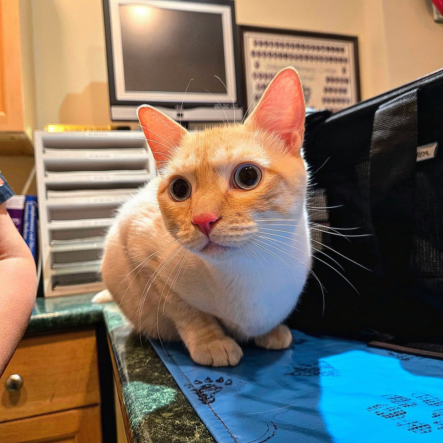 Haneul 🤍🐱 came in today for his checkup and vaccine visit 🩺💉✨
This handsome white domestic shorthair was such a sweet and calm patient during his appointment 🐾💕
Always important to stay up to date on vaccines and routine checkups to keep our furry friends healthy and happy! 💙
#catsofinstagram #vetvisit #petcare #cutecats #catlover