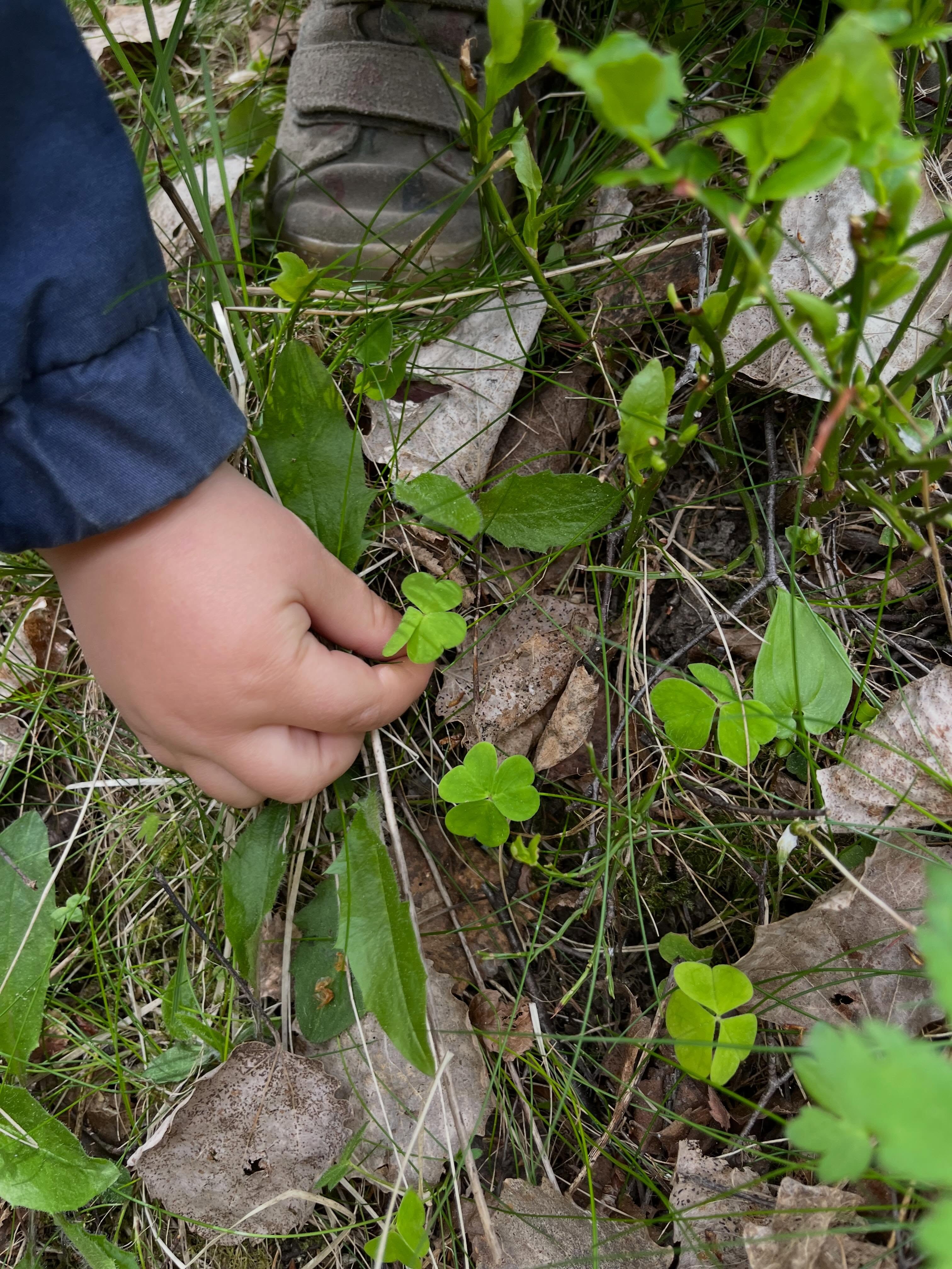 ❤️❤️❤️❤️ Naturen ❤️❤️❤️❤️
När vi är utomhus lär vi oss massor. Näst äldsta gruppen jobbar nu med siffrorna efter 10. Det gör vi på olika sätt ute i naturen.
Nu har näst äldsta gruppen även lärt sig om allemansrätten. Som avslutning fick de identifiera fel på en bild och markera alla fel.
Idag har vi också hittat Harsyra att äta. Många tyckte det var jättegott.
Barnen ville tälja så potatisskalarna fick följa med till skogen.
Detta är bara ett axplock av vad vi gör en vanlig dag på förskolan. 👍🏼❤️☀️🌼🌲