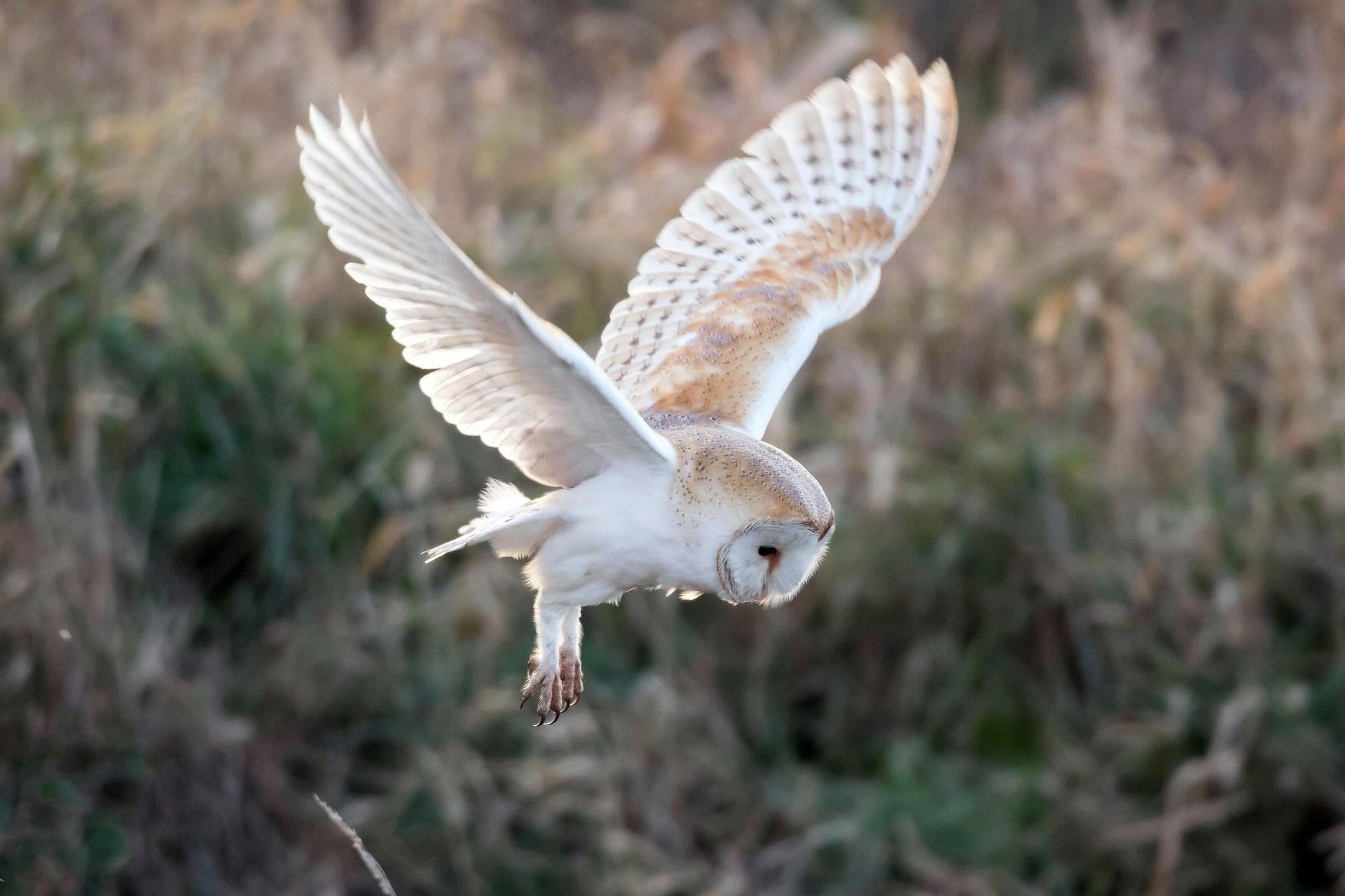 First time out running after being injured and was blessed to see a barn owl flying overhead the fields, and one of the only times I donโt have my phone on me!!! #berylscampsite #barnowl #morningrun