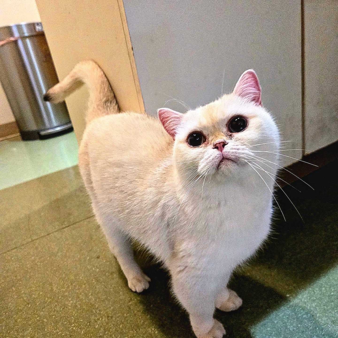 🐾💙 Welcome back, Anya! 💙🐾
Our beautiful white British Shorthair clinic cat Anya came in today for her checkup and to have her eyes checked 👀✨
We’re so happy to see her again — and even happier to see how much she’s changed! She used to be quite shy, but this time she was so much more confident, curious, and full of personality 🥹💙
It’s amazing watching our clinic cats grow and come out of their shells over time. Anya has truly become such a sweet and social little queen 👑🐱
We love you, Anya! 🐾💙
#britishshorthair #cliniccat #whitecats #cutecats #vetlife