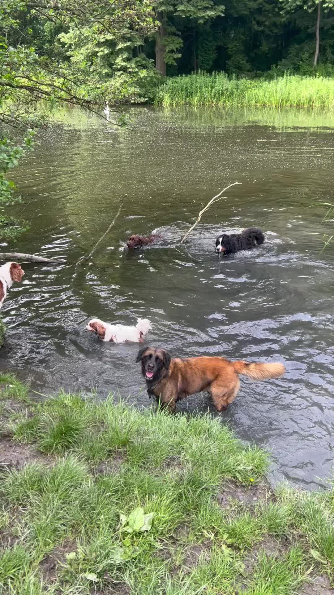 Lekker even afkoelen en spelen! π³βοΈπ₯°
πΎ Dexter, Lova, Chip, Diesel, Kyra, Darcy, Bodhi en Julius