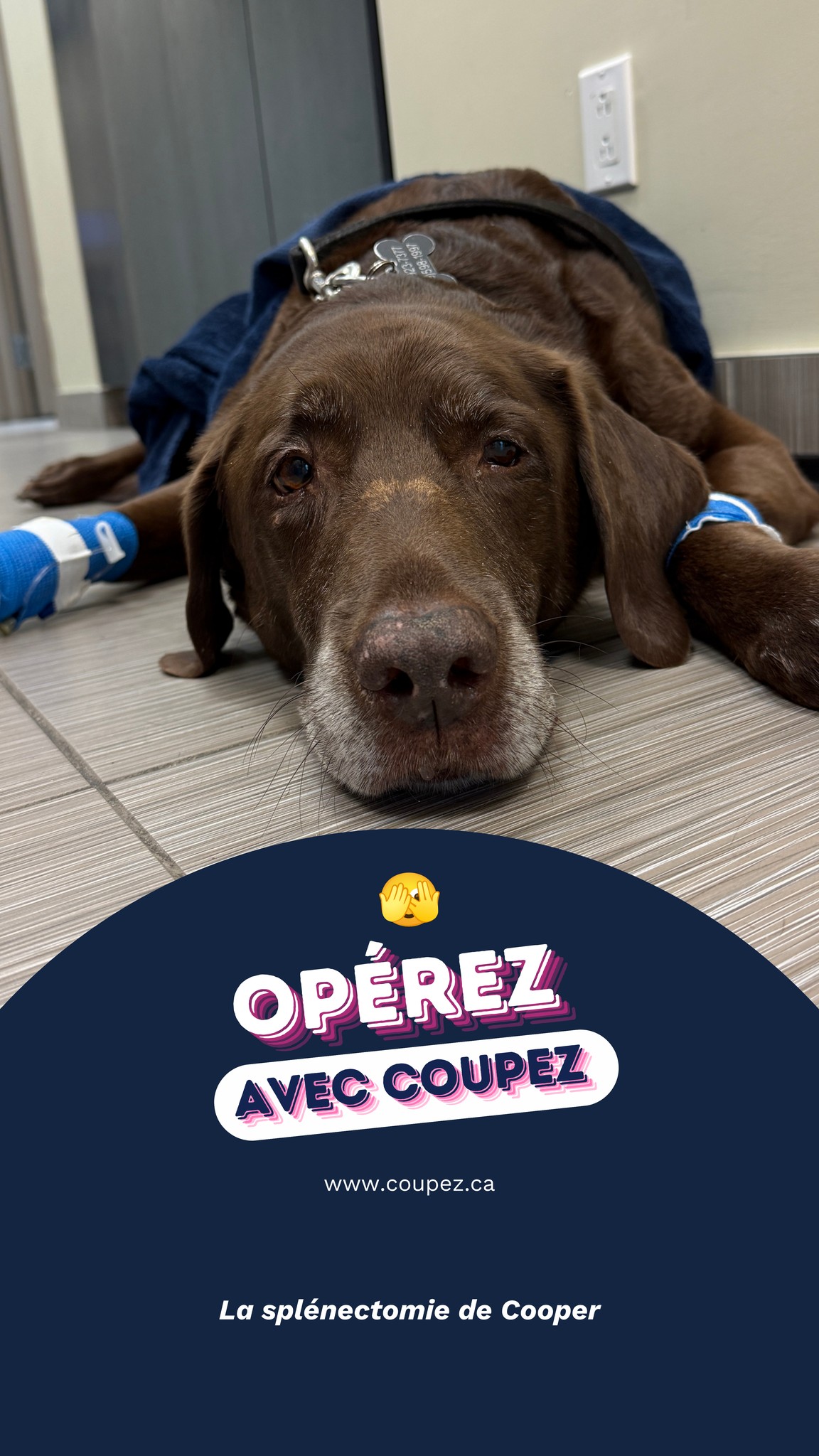 Nous avons récemment rencontré Cooper, un adorable Labrador de 10 ans, qui avait besoin d’une splénectomie.
Cooper avait été examiné pour une distension abdominale apparue quelques jours plus tôt. À l’examen, une masse ferme a été sentie dans son abdomen, puis confirmée par radiographie. La masse mesurait environ 20 cm et déplaçait significativement certains organes abdominaux.
Ses propriétaires ont donc choisi d’aller de l’avant avec la splénectomie, une chirurgie qui consiste à retirer la rate.
Les résultats de biopsie ont révélé un hématome, soit une accumulation de sang non cancéreuse dans la rate. La chirurgie a été curative, et Cooper n’a pas besoin de traitement à court, moyen ou long terme suivant le retrait chirurgical de sa rate! 💙
Un grand merci à ses propriétaires pour leur confiance envers notre équipe et à son vétérinaire traitant de nous l'avoir référé. Nous leur souhaitons encore beaucoup de beaux moments avec leur beau Cooper! 🐾