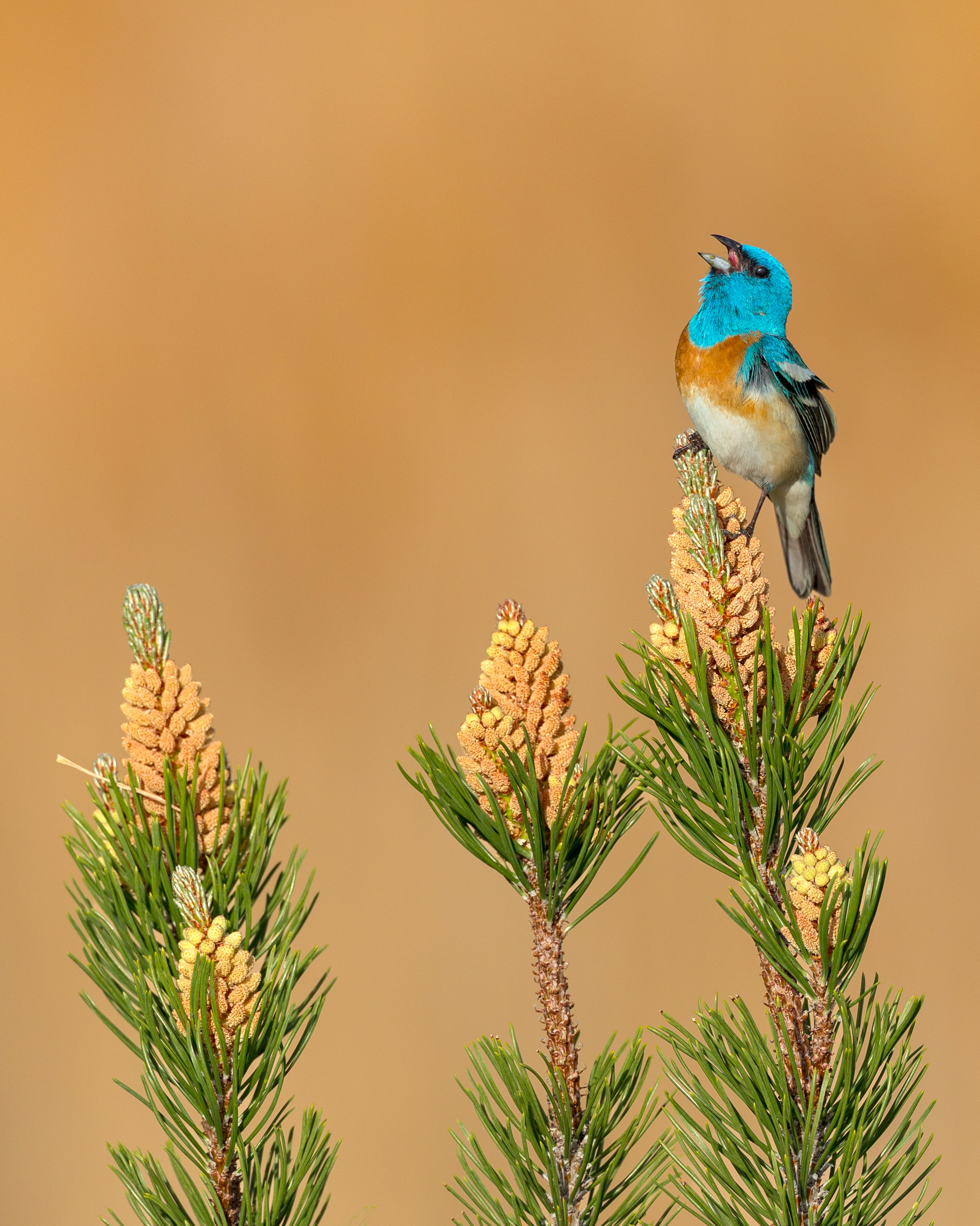 Lazuli Bunting - these fellas were recent arrivals in Utah and you could hear them everywhere. An incredible encounter on a recent workshop with @isaacagrant 💙🧡