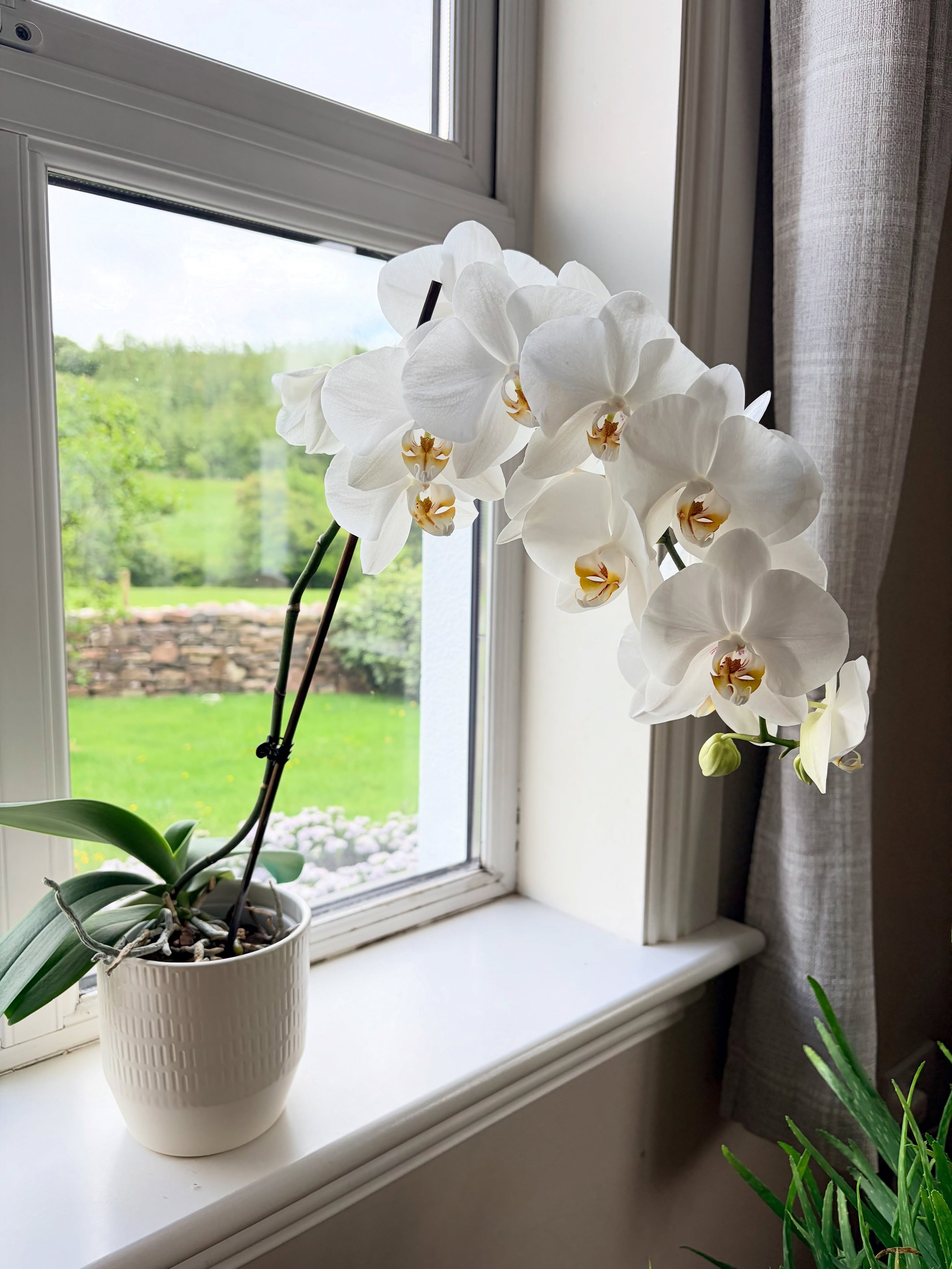 My orchid is out doing itself! I’ve never seen so many flowers on an orchid before, and there are still more to come. I’m worried it might break or fall over. Does anyone have any advice on minding one with so many flowers? Xx
#orchidflower #orchidlovers #orchidlover #orchidshare #orchids