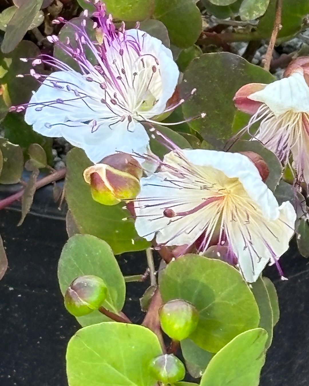 The wonderful Caper Bush, Capparis spinosa.