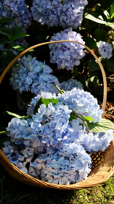 A sweet friend gave me these 3 hydrangea bushes after we moved into our home over 2 years ago. This is the first flowering season that I've let myself clip the blooms! I decided to pick the ones from the back to encourage the bush to grow away from the house and to keep it from wasting energy on blooms hidden from view. Here are my tips for harvesting hydrangeas:
1. Always snip at an angle
2. Cut the hydrangea right above a leaf to encourage new growth
3. Do not cut into the woody part of the plant unless you are okay with that stem not growing anymore
4. Remove ALL the leaves off the bloom you've harvested
5. Strip the last inch or two of the stem before popping in into a vase
6. Once your hydrangeas are in a vase, make sure the water stays clean and topped off
Drop any hydrangea questions below!