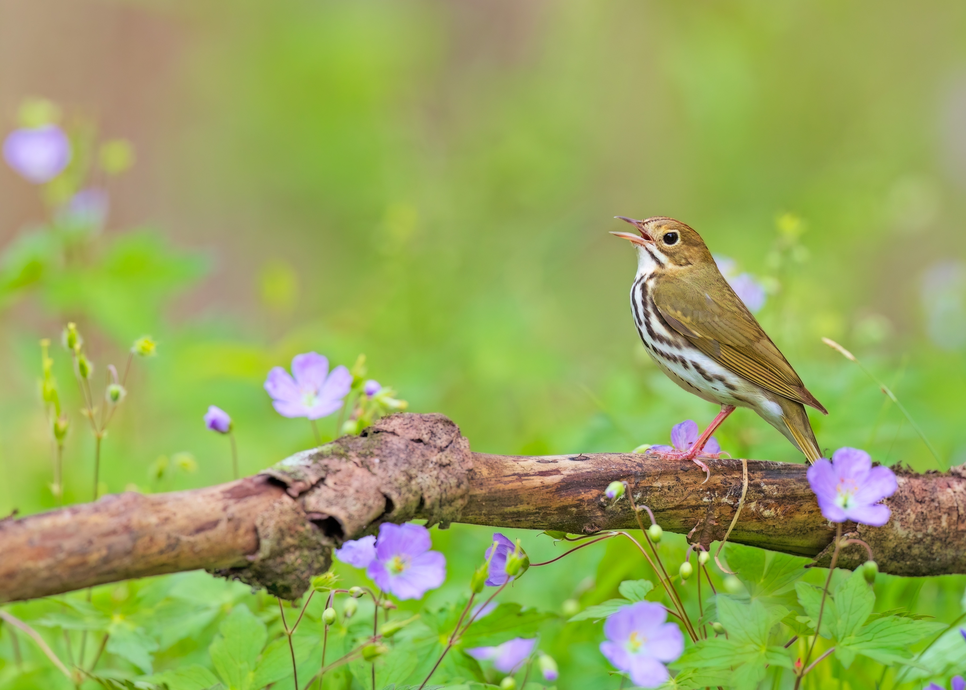 Ovenbird in the wild geranium of Ohio - taken earlier this year with @studebakerbirdtours