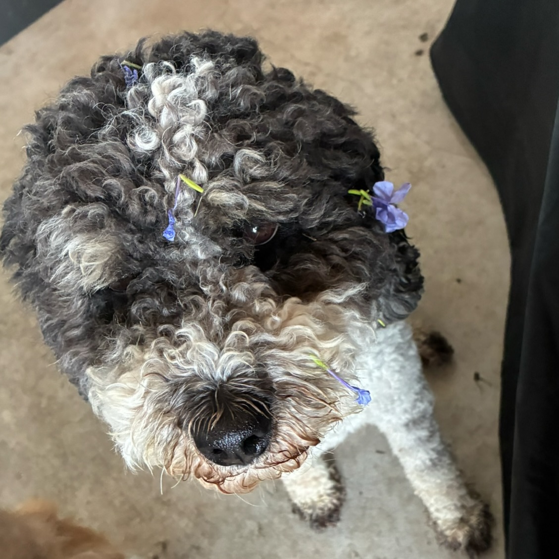 glory doodles luther — the grandpa to many of our most recent litters and stud who sires litters outside of our program — self-incriminating evidence this morning….
“no, mom i didn’t dig in your blue potted flowers! i promise!” your face tells a different story, bud! 😂
#poodlestud #akcpoodle #miniaturepoodlestud #partipoodle #doodlestud
