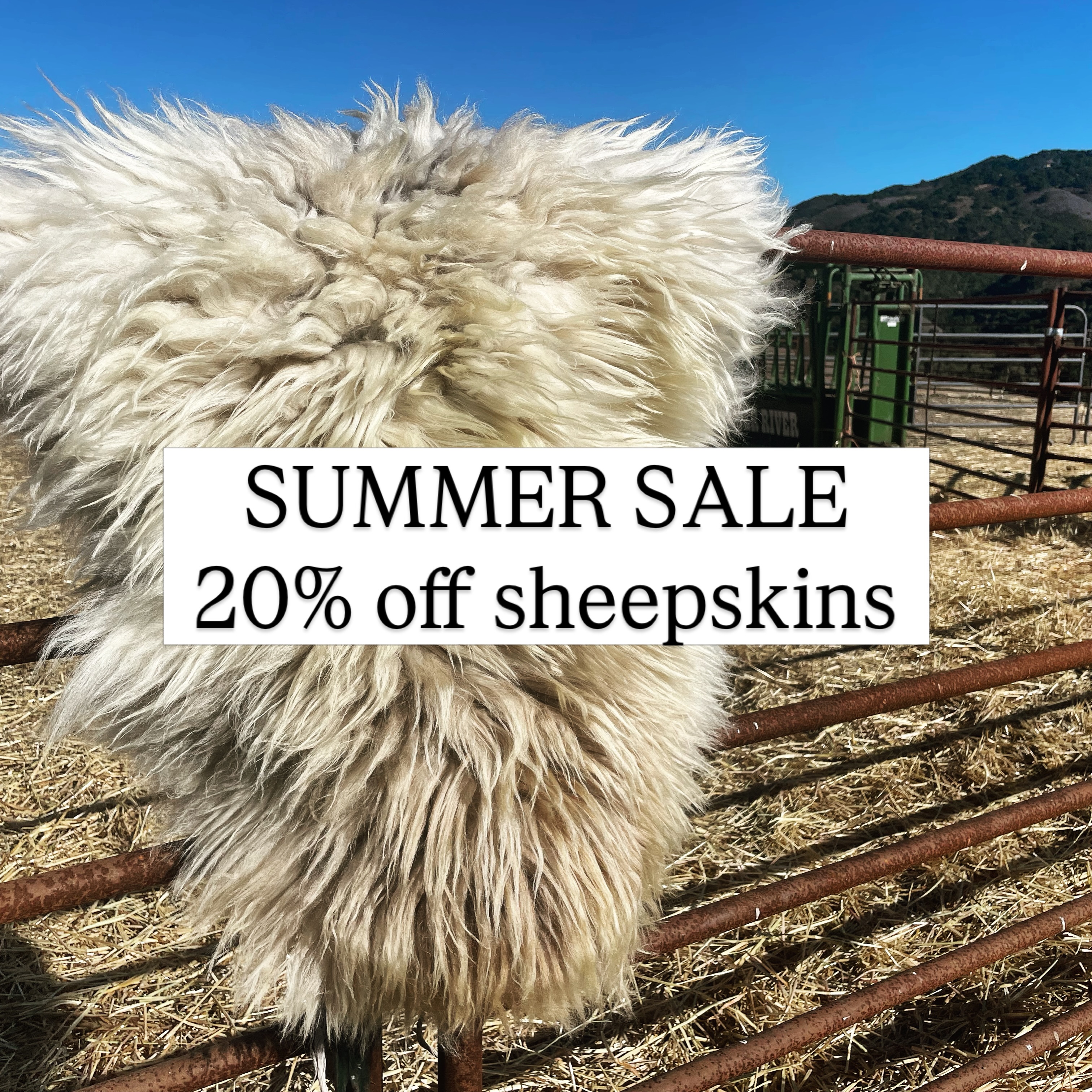 Starting now through July 4th take 20% off our last batch of sheepskins ever! Last chance to get your hands on our one of a kind Navajo Churro hides. Use code SUMMER20 🐏🐏🐏
#sheepskinsale #summer #regenerativeagriculture #navajochurro