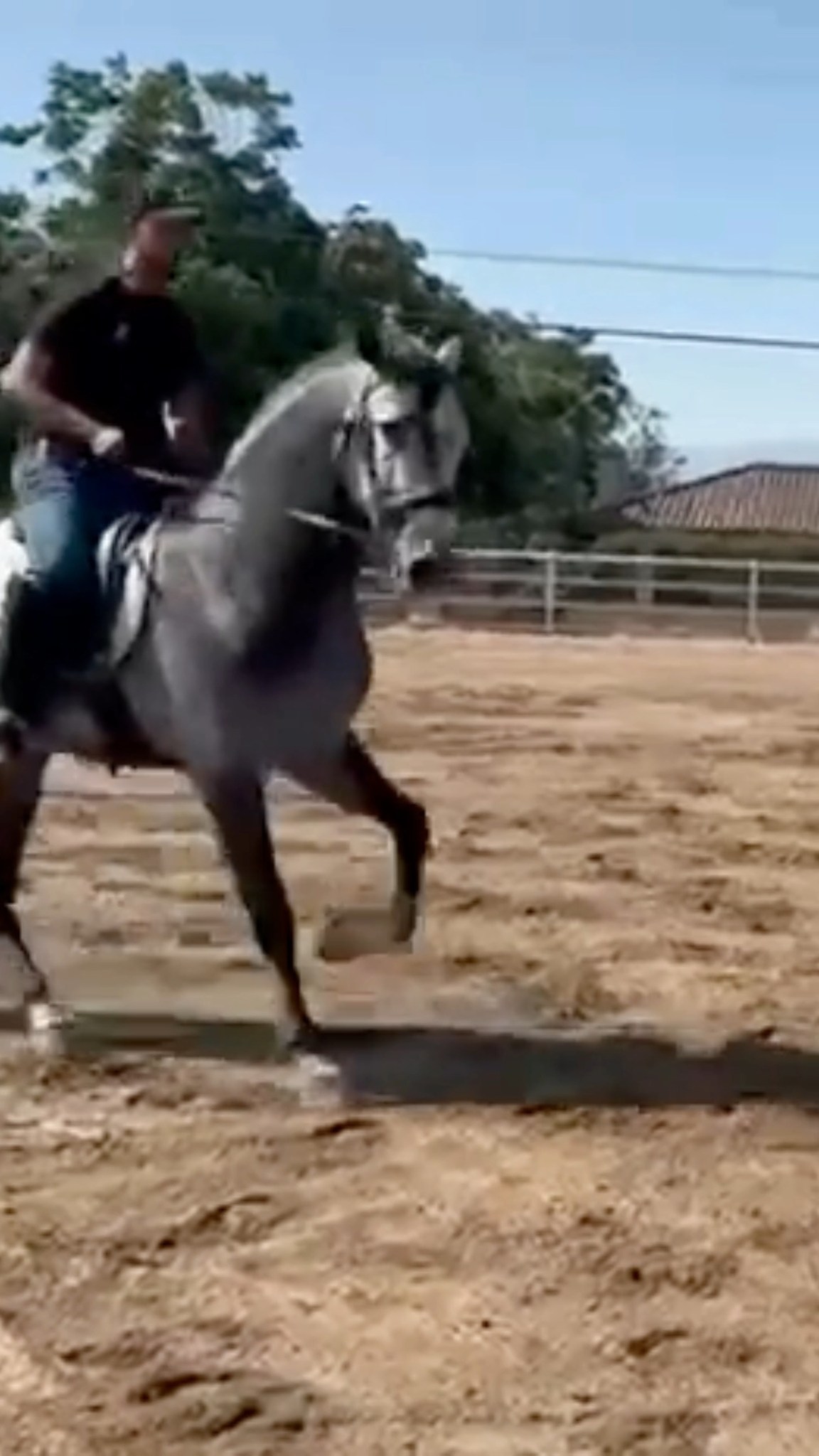 Certero is one of those horses you know is going far 🐴
His stong dressage bloodline, excellent conformation, mind, temperament, and wllingness to please all indicate he is going to accomplish great things. 🥇
Certero is moving to Northern California where he will continue his dressage career. Best of luck to Certero and his new owners. 😃
#andalusianhorse #dressage #horsebackriding #whitestallionhayandranch
