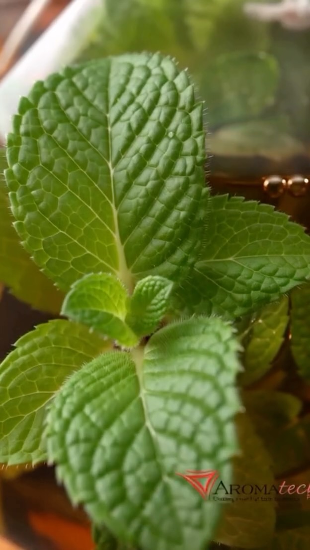 From refreshing Fresh Mint flavours for water and soothing teas, to nostalgic Classic Milkshake flavours.
We specialise in what matters most:
ππππ©π’π¨π₯.
ππ₯π’π ππ§πππ ππππ©π’π¨π₯π¦ develops exciting flavour profiles for a wide range of beverages that keep consumers coming back for another sip β whether youβre launching something new or improving an existing drink.
Because one question always matters:
ππ’πͺ ππ’ππ¦ ππ§ π§ππ¦π§π?
At the end of the day:
ππππ©π’π¨π₯ ππ₯ππ©ππ¦ π¦ππππ¦.
ππππ©π’π¨π₯ ππ¨ππππ¦ ππ’π¬πππ§π¬.
π’π₯πππ₯ π¬π’π¨π₯ ππππ©π’π¨π₯ π§π’πππ¬ π
βοΈ 011-452-1760 | 010-010-6174
π www.aromatech.co.za
π sales@aromatech.co.za
#AromatechFlavours #BeverageFlavours #FlavourDevelopment #BeverageInnovation #FlavourBurst