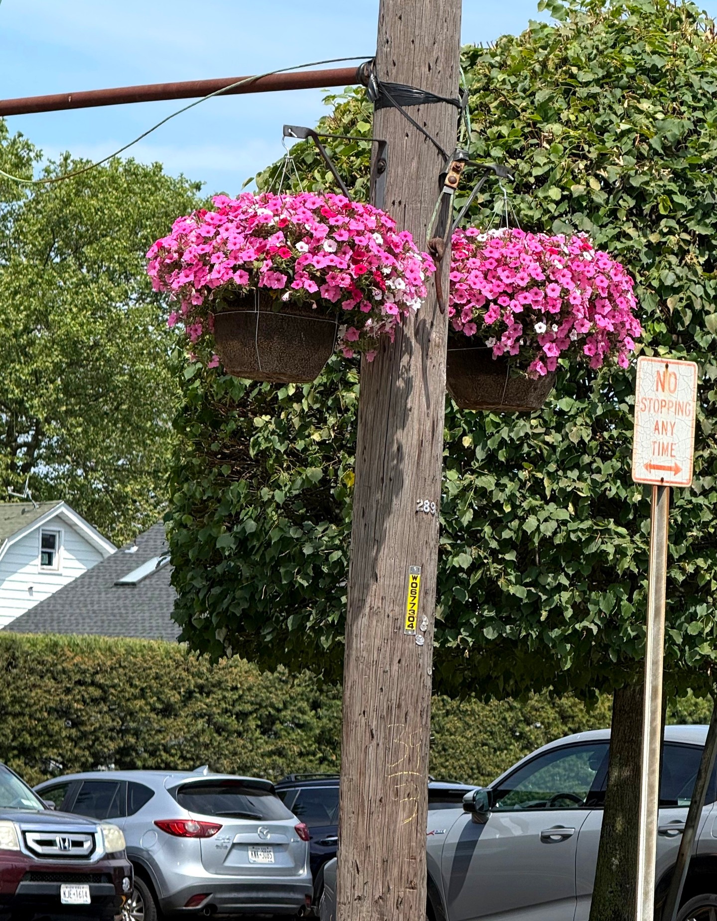Fresh flowers, community pride, and a commitment to keeping Huntington Station beautiful. 🌸
After being recognized by the Town of Huntington Beautification Panel, we're continuing our efforts with the return of our hanging flower baskets, made possible through the support of Emma's Gardens.
Here's to another season of making Huntington Station bloom!
#HuntingtonStationBID #Beautification #HuntingtonStation #CommunityPride 🌺