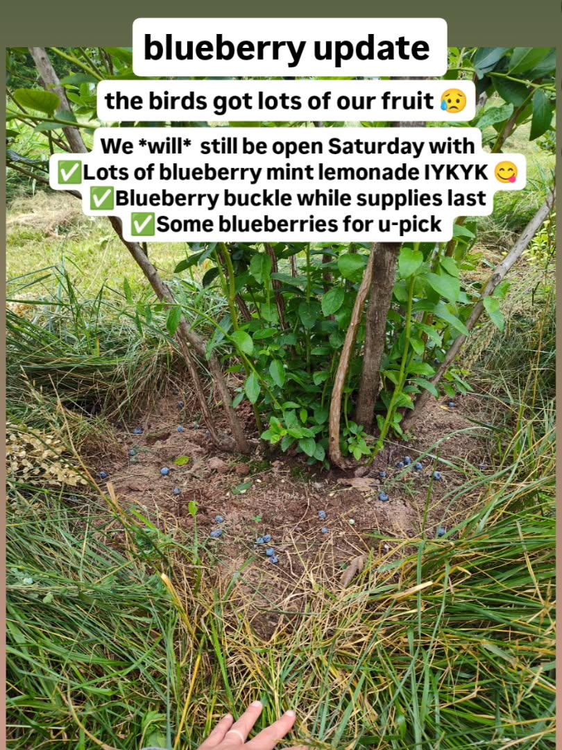 Hi everyone! This is not the update we thought we would be making or want to be making, but our blueberry crop for Saturday is going to be even more limited than we anticipated.
Unfortunately, the birds have really gone after the ripe berries (and even broken some canes on the bushes)🤦😥
We have already put so much work into preparing to open - and just today made *lots* of our yummy blueberry mint lemonade - so we're still going to open and we hope to see you!!
We hope you'll come say hi, pick a few berries, enjoy some of our delicious blueberry mint lemonade and blueberry buckle, and check out our awesome farm shirts etc. We have picnic tables if you'd like to bring a lunch!
🫐❤️