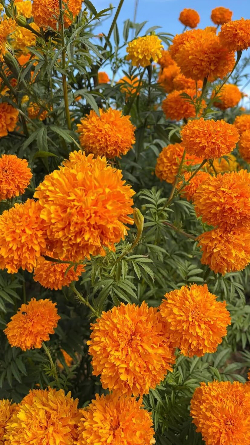 “They’re so reliable! They’re so great!” 🧡
In the runup to our American Flowers Week’s annual Botanical Couture collection, we are chatting with our designers — first up: Caitlin Mathes of @themarigoldgardens!
Stream Episode 773 this Wednesday, June 17th!
#slowflowerssociety #slowflowers #slowflowersmovement #sustainablefloristry #sustainabilty