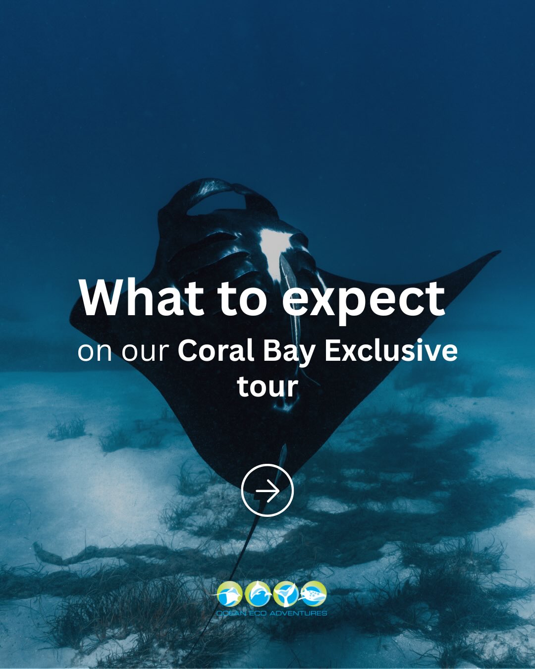 Planning to swim with Manta Rays? Save this post! 🪸
Wondering what a day on our Coral Bay Exclusive Tour looks like? Here’s a simple guide to how the experience usually flows.
You’ll start your morning onboard Wirraji, Australia’s first electric ocean-going tourism vessel, before heading out into the waters of Coral Bay.
From there, the day unfolds with the ocean, snorkelling over reef systems, cruising along the coastline, and swimming with manta rays in their natural environment.
We work with the conditions and wildlife on the day, so every trip feels a little different, but always unforgettable.
Of course, every day on the reef is different. That’s part of what makes it so special! So, this is simply a guide to what you can expect on a typical day with us.
#CoralBay #NingalooReef #MantaRayEncounters #WesternAustraliaTravel #OceanExperiences